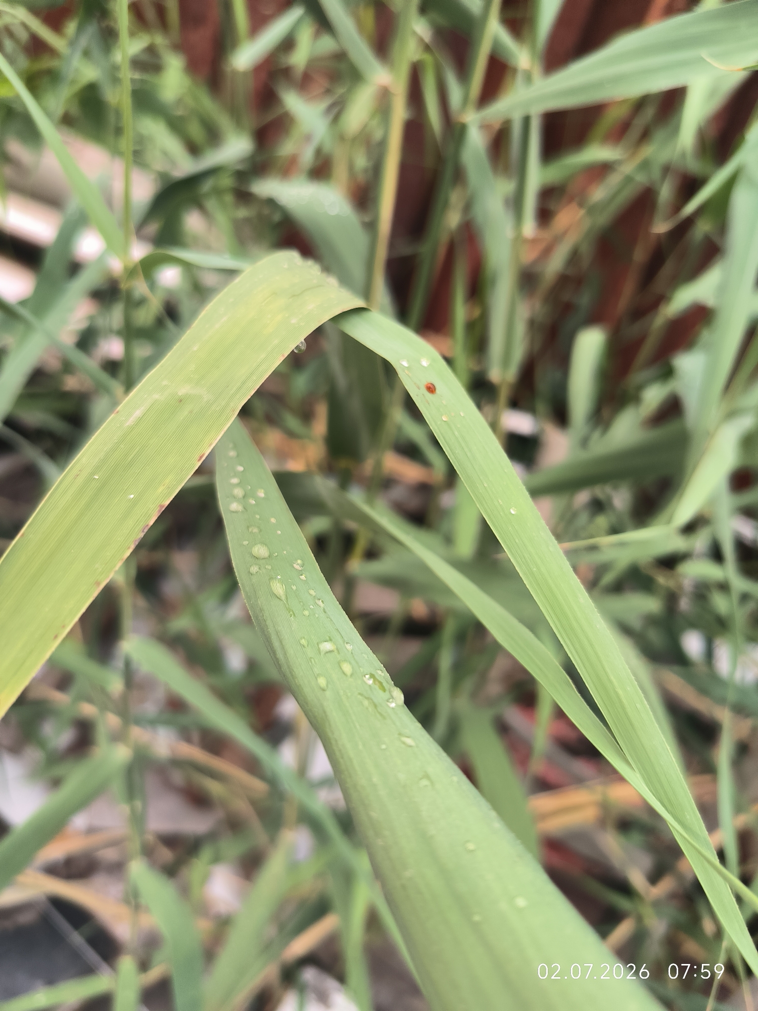 In the city of Kattasu, Uzbekistan, a close-up shot focuses on several blades of green grass, some of which are adorned with water droplets. A small, reddish-orange insect, possibly a ladybug, is visible on one of the blades. The background is blurred, with hints of a reddish-brown structure and other greenery. The timestamp "02.07.2026 07:59" is imprinted in the lower right corner of the image.