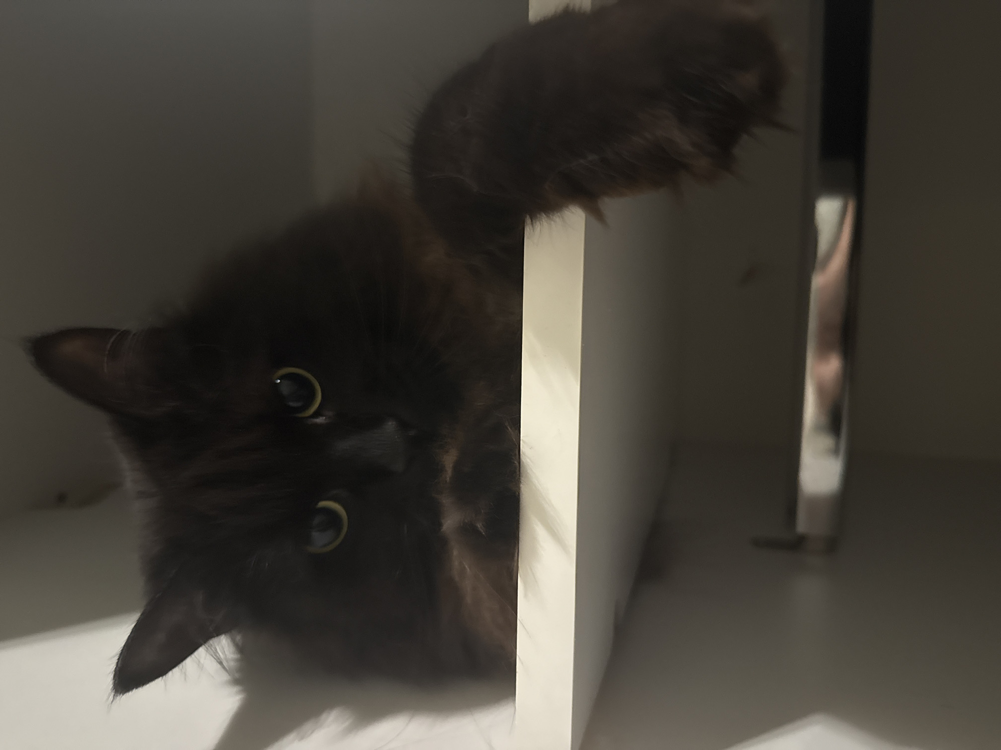 A dark-furred, long-haired cat with bright yellow eyes is perched inside a shelf or cabinet. The cat's head is positioned with its nose facing the viewer, angled slightly to the left. A fluffy paw extends out of the shelf towards the top right of the image. The interior of the shelf appears to be a neutral, light color. The lighting is somewhat subdued. The image has a close-up, intimate feel. There is no visible evidence to suggest it was taken in Saint Petersburg, Russia.
