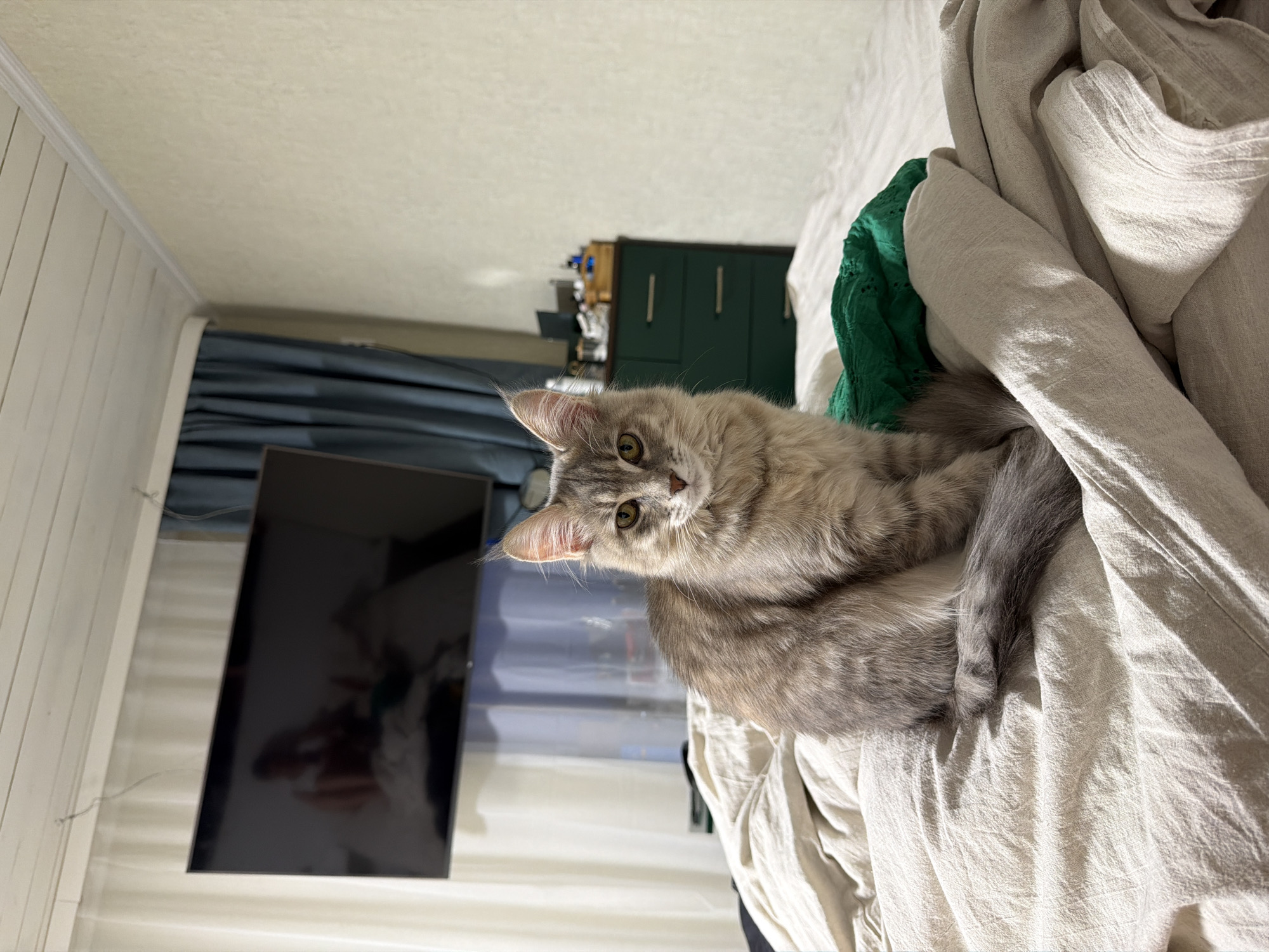 A medium, eye-level shot displays a light grey cat lying in a rumpled light beige or off-white sheet. Part of a dark green garment is seen behind the cat. To the left of the cat and the sheets is a flat screen television that is mounted on a white wall with wood paneling. The television screen is dark. A dark blue curtain is slightly visible to the left of the television. A dark green cabinet is visible further in the background. There is no indication that the photo was taken in Sarapul, Russia.