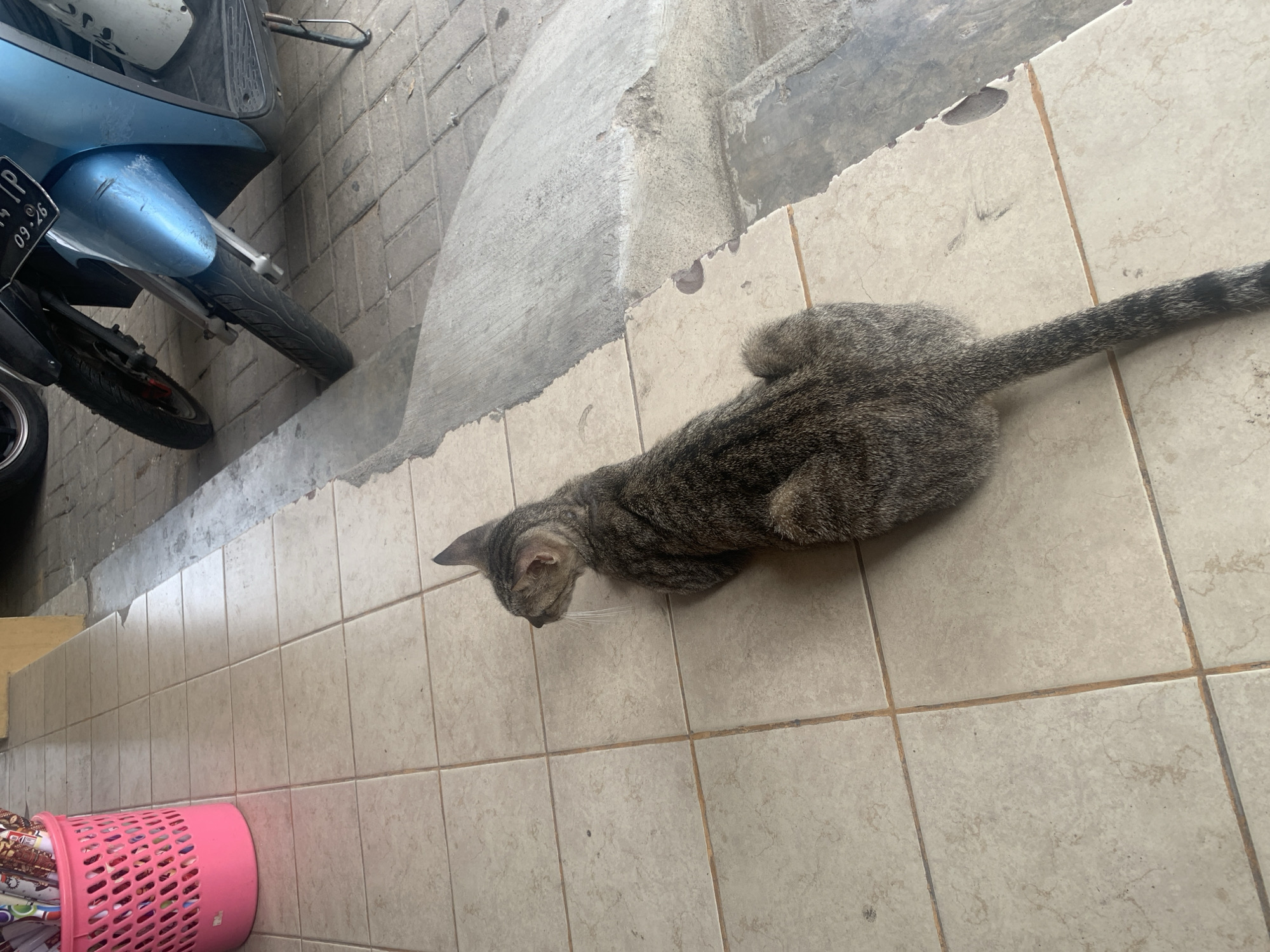 A tabby cat is lying on a tiled floor in what appears to be an outdoor corridor or walkway, likely in Palembang, Indonesia. To the left, a pink plastic basket with items, possibly stationery, is visible. In the background, a blue and black motorcycle is parked. The environment suggests a residential or commercial setting. The cat is facing to the left, with its body stretched out along the tiled surface. The tiles are square and light-colored with visible grout lines. The walkway also features a section of concrete with some wear and tear. The lighting suggests it is daytime.