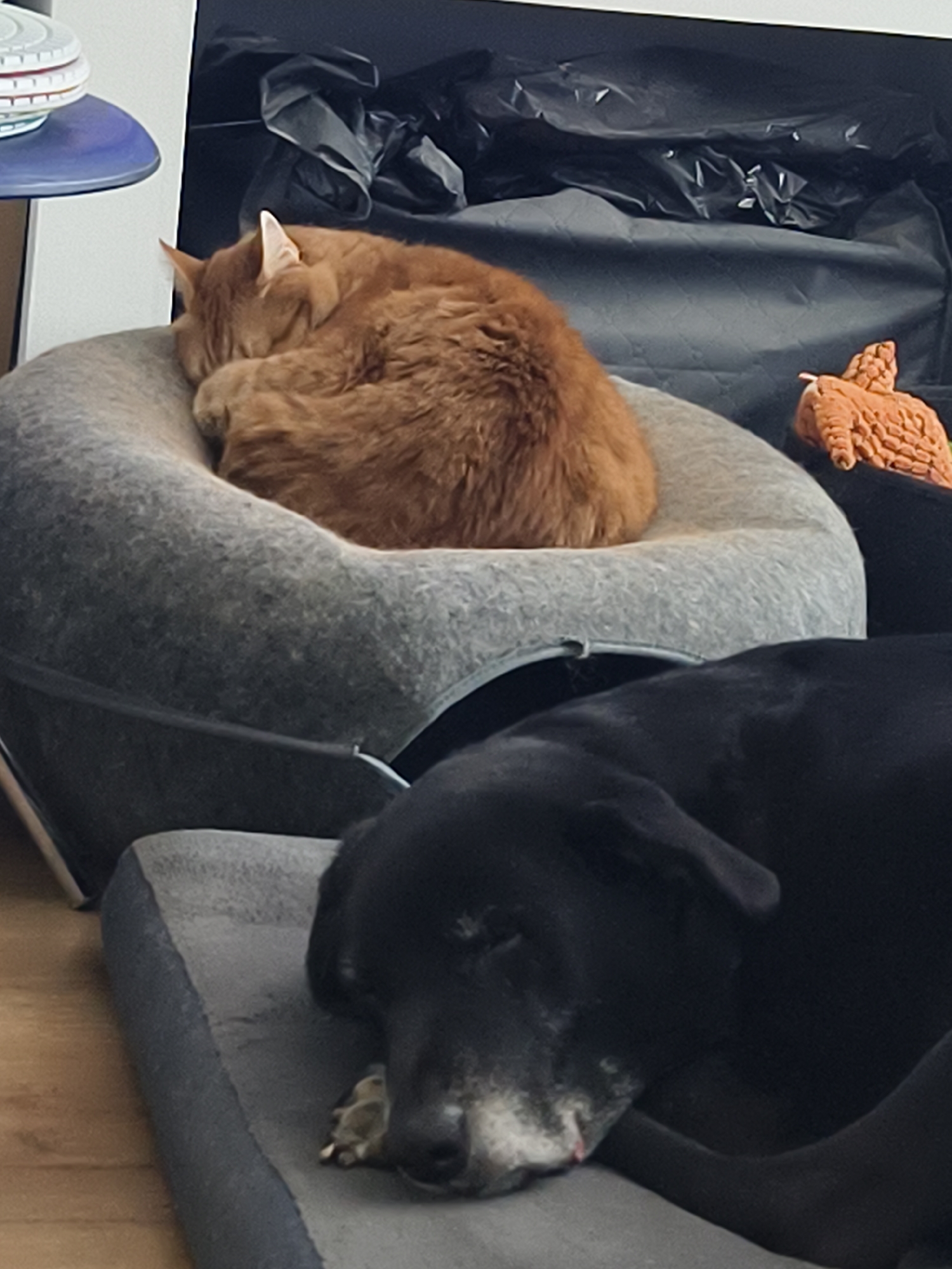A black dog is resting on a gray cushion in the foreground. Behind the dog, an orange cat is curled up on a gray, rounded cat bed. Behind the cat, there is what appears to be a black plastic bag, obscuring the background. There is no indication of the location being Petah Tikva, Israel, or any identifying information about a city location.