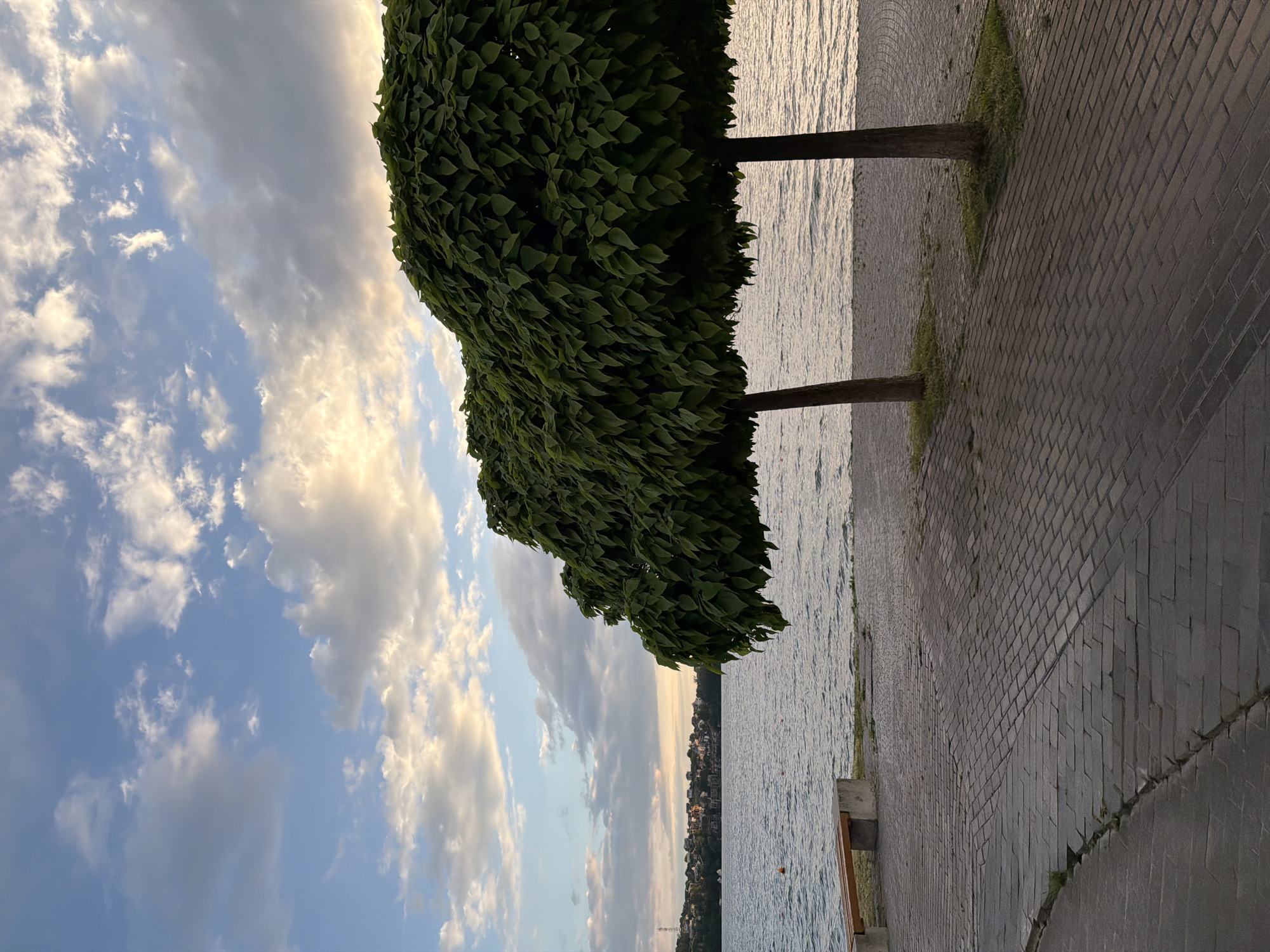 The image depicts a serene waterside scene with two large, lush trees in the foreground, their canopies forming dense, rounded shapes. They are planted on a paved walkway, made of interlocking rectangular stones, which slopes down towards a body of water. To the left, a simple bench with a wooden seat and concrete supports sits near the water's edge. Across the water, a cityscape with buildings and vegetation is visible on a distant hill under a sky filled with scattered clouds, tinged with the warm colors of sunset or sunrise. This location is likely Ternopil, Ukraine, given its resemblance to the waterfront promenade of Ternopil Lake. There are no people visible in the image.
