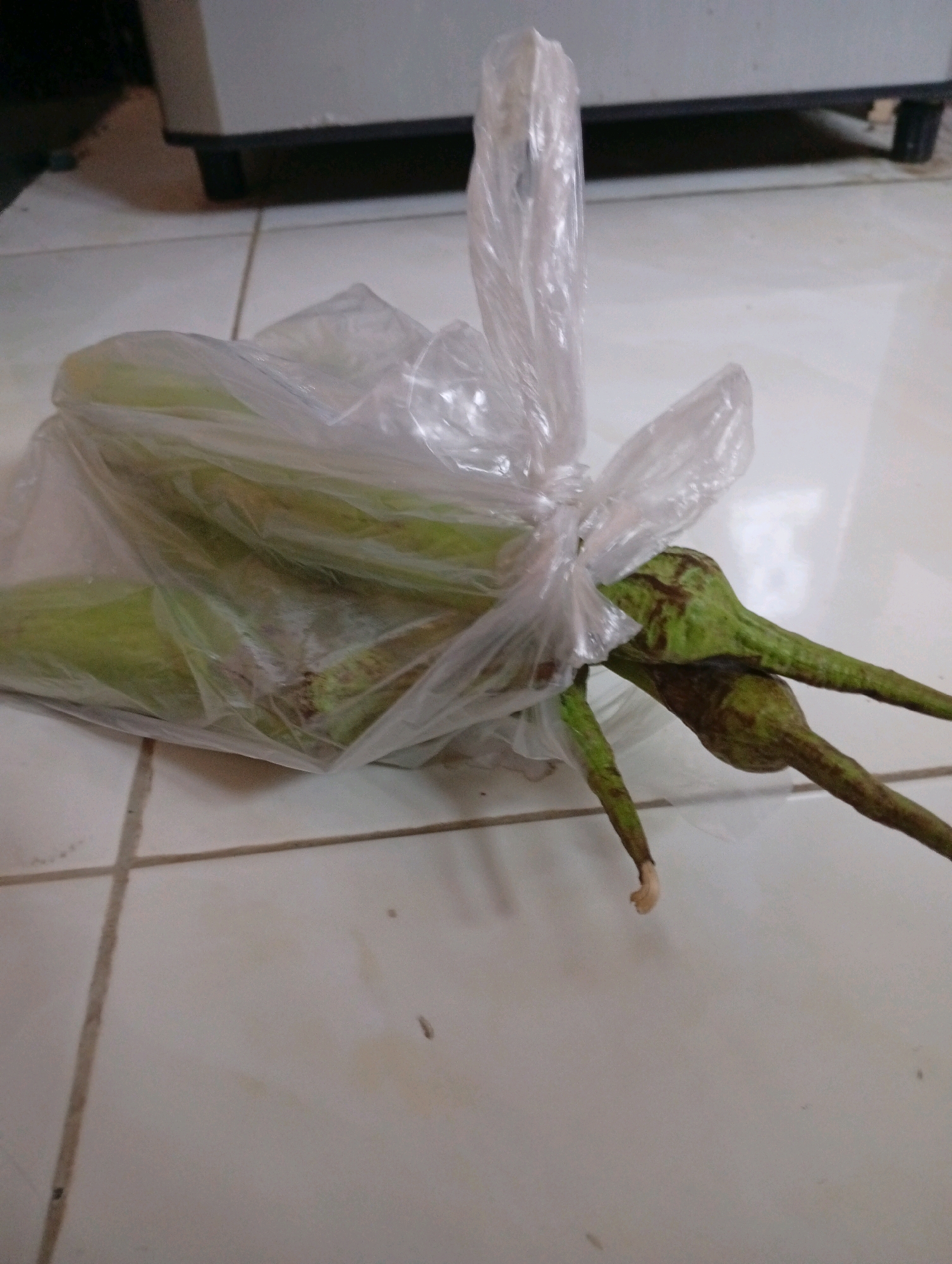 The image shows a plastic bag containing several long, green eggplants, tied with a knot of the same plastic. The eggplants appear to be a vibrant green with some subtle brown striping and a slightly glossy skin. The plastic bag is transparent and somewhat crinkled, allowing the eggplants to be clearly visible. The scene is set on a tiled floor, characterized by light-colored square tiles with thin, dark grout lines. In the background, the edge of a light gray, rectangular object, possibly a piece of furniture, is visible. The lighting suggests an indoor setting, potentially in a home or shop. The overall impression is a common domestic or commercial scene involving fresh produce. This image is not specific to Kebondalem, Indonesia.