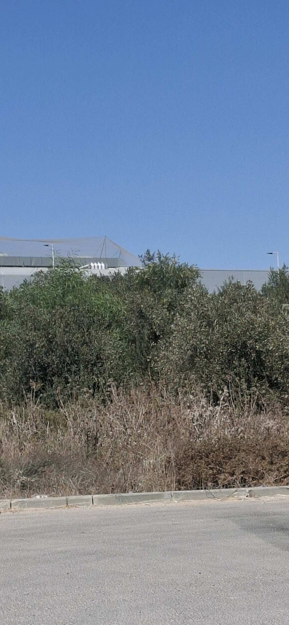 The image shows a clear blue sky above a long, low-lying building covered by a translucent netting structure. The building appears to be industrial or agricultural, with several white pipe-like structures visible on its roof. In front of the building, a dense line of green and brown foliage is present, consisting of trees and dry brush. The foreground of the image features a paved road with a concrete curb separating it from the vegetation. The scene is likely located in an outdoor, developed area, possibly on the outskirts of a city or town in Kiryat Gat, Israel, given the architectural style and vegetation. There are no people or animals visible in the image.