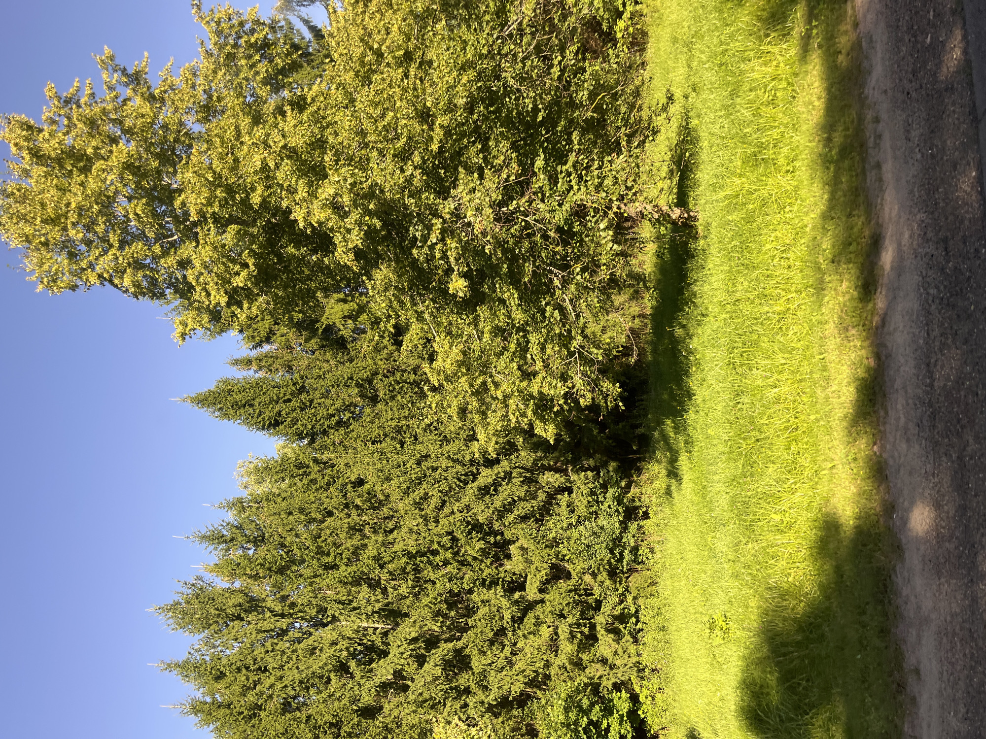The image depicts a sunlit scene in the Мядзельскі сельскі Савет, Belarus, featuring a dense row of evergreen trees, likely fir or spruce, forming a natural barrier. To the right of the evergreens, a large deciduous tree with vibrant green foliage stands prominently, its branches reaching upwards. In the foreground, a bright green grassy field stretches across the frame, casting dappled shadows from the trees. A dirt path runs along the bottom edge of the image. The sky above is a clear, deep blue. No people or animals are visible in the scene. The overall impression is one of a peaceful, natural outdoor environment.