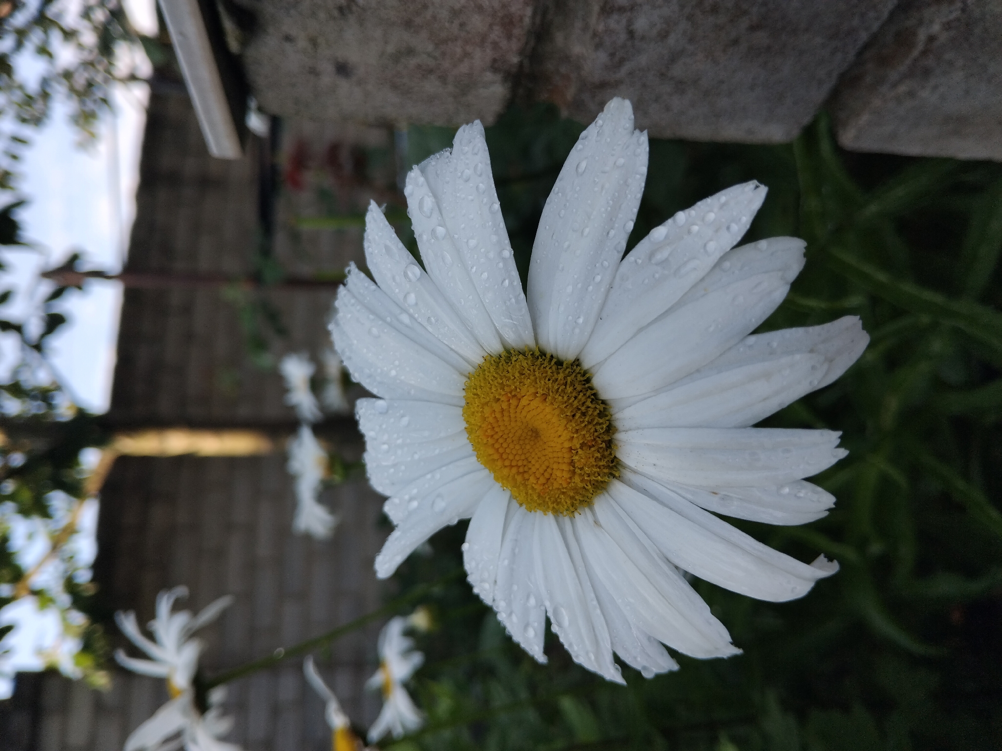 A close-up, slightly low-angle shot shows a daisy with white petals and a yellow center, covered in water droplets. The daisy is in focus, occupying the foreground. In the background, out of focus, are more daisies, green foliage, a weathered brick wall, and a rough stone structure. The sky is visible above, with hints of trees and branches. The scene suggests an outdoor garden or yard, potentially in Zhytomyr, Ukraine, after a rain or with dew. There are no people or animals present.