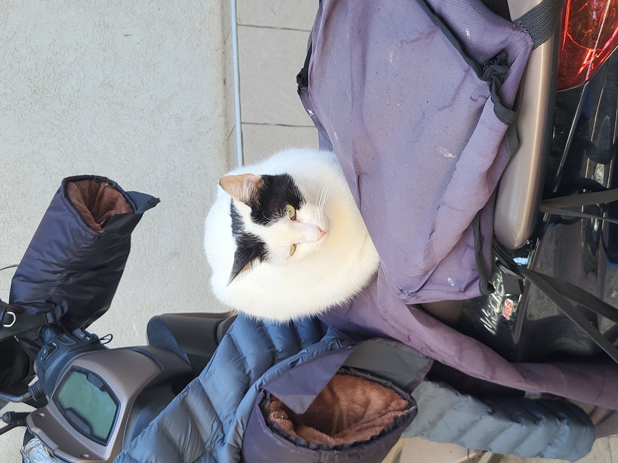 A black and white cat rests on the seat of a parked scooter. The scooter is gray and black. A blue jacket and purple bag are draped over the seat. The location is uncertain, but the image may be from Budva, Montenegro.