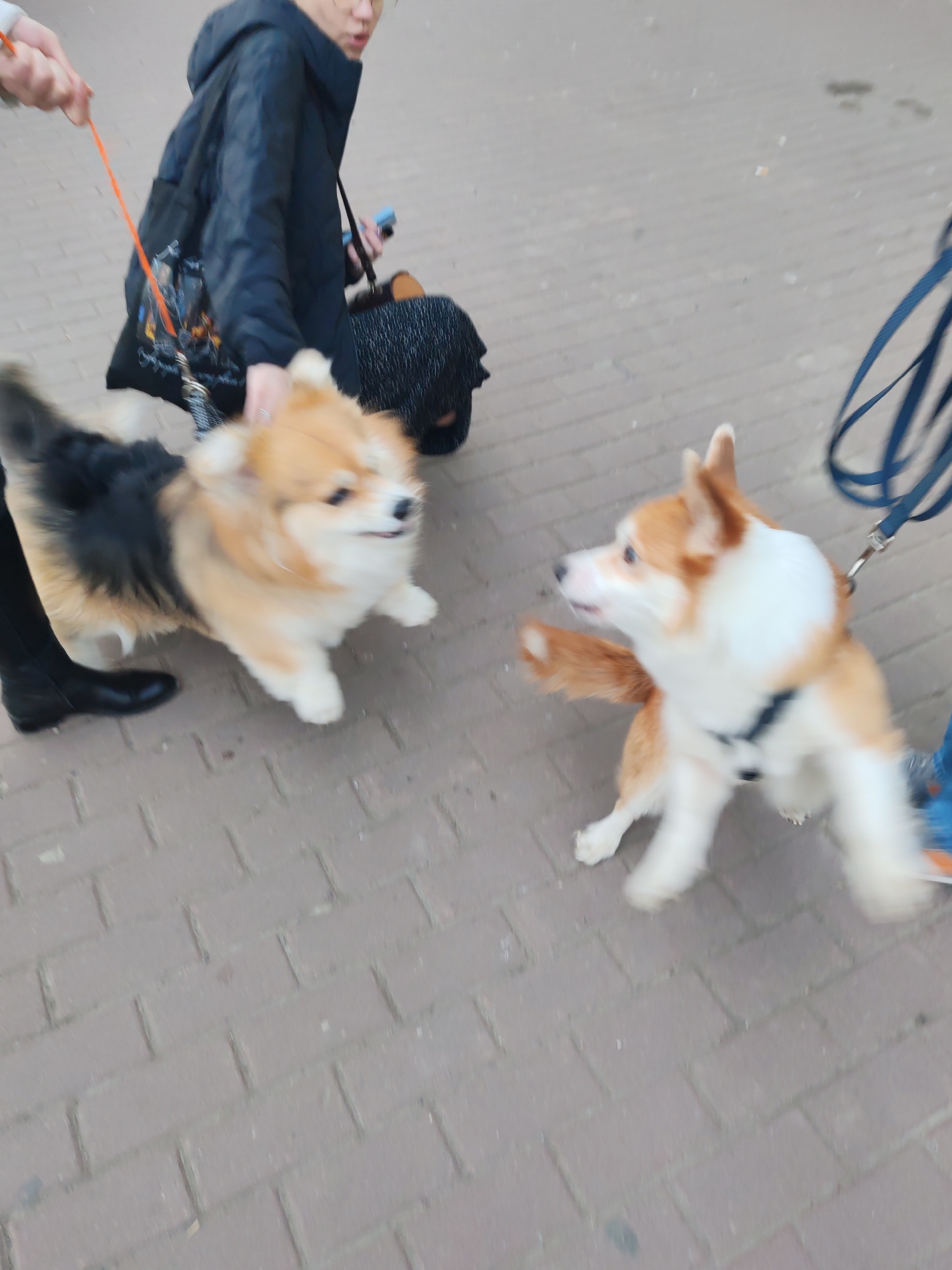 The image captures an outdoor scene in Saint Petersburg, Russia, featuring an interaction between two dogs and their owners on a paved surface. The ground is made of rectangular brick pavers, typical of a sidewalk or pedestrian area.
On the left side of the frame, a fluffy tan and black dog, resembling a long-haired Corgi or Corgi mix, is seen close to a person's leg wearing a black boot. This dog appears active and excited, looking towards the right side of the image. A person's hand is visible petting this dog, and an orange leash is held by another hand at the top-left.
In the mid-ground, a person wearing a dark blue puffer jacket and possibly glasses is looking down, engaging with the dog. They are carrying a dark bag with a design on its side and holding a smartphone. Another person's leg, clad in patterned dark clothing, is partially visible behind them.
On the right, a fawn and white Corgi, wearing a black harness and attached to a blue leash, is actively interacting with the other dog. It has a paw raised, suggesting a playful or greeting gesture, and is also looking towards the left.
The scene conveys a lively, candid moment between the dogs and their owners. The lighting is soft, suggesting daytime, possibly overcast or late afternoon. The presence of motion blur, especially on the dogs and hands, indicates movement and captures a dynamic interaction. No discernible text is visible in the image.