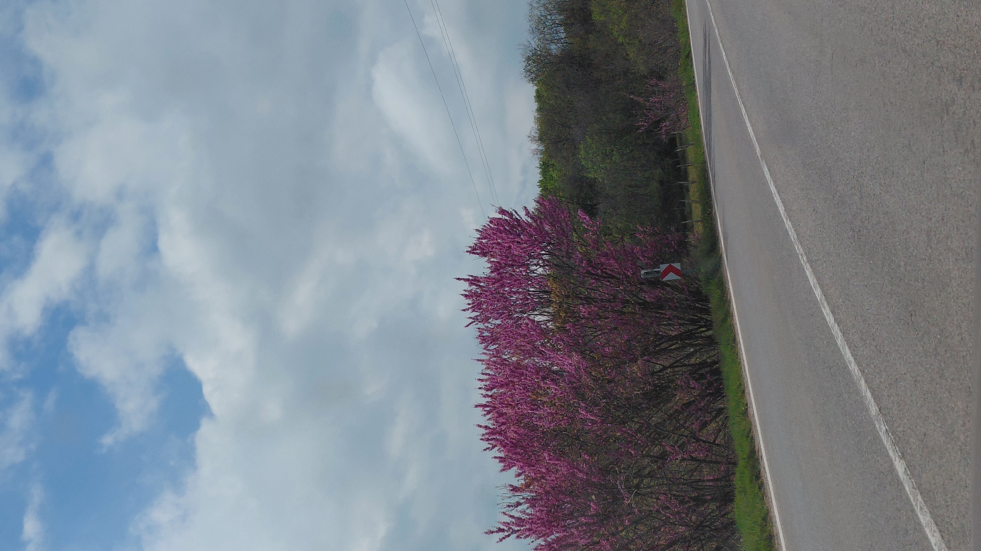 The image captures a roadside scene, likely in a rural or semi-rural area. A two-lane asphalt road takes up a significant portion of the right side of the image, marked by a white line dividing the lanes. A shoulder borders the road. To the left of the road, a large tree with vibrant pink blossoms dominates the view. A road sign with a red and white chevron indicating a curve is visible amidst the tree's foliage. Beyond the flowering tree, there's a line of other trees with darker green foliage. Above the trees and road, the sky is visible, filled with white and grey clouds against a backdrop of blue. Utility lines stretch across the upper portion of the sky. The image appears to have been taken from a slightly elevated position.