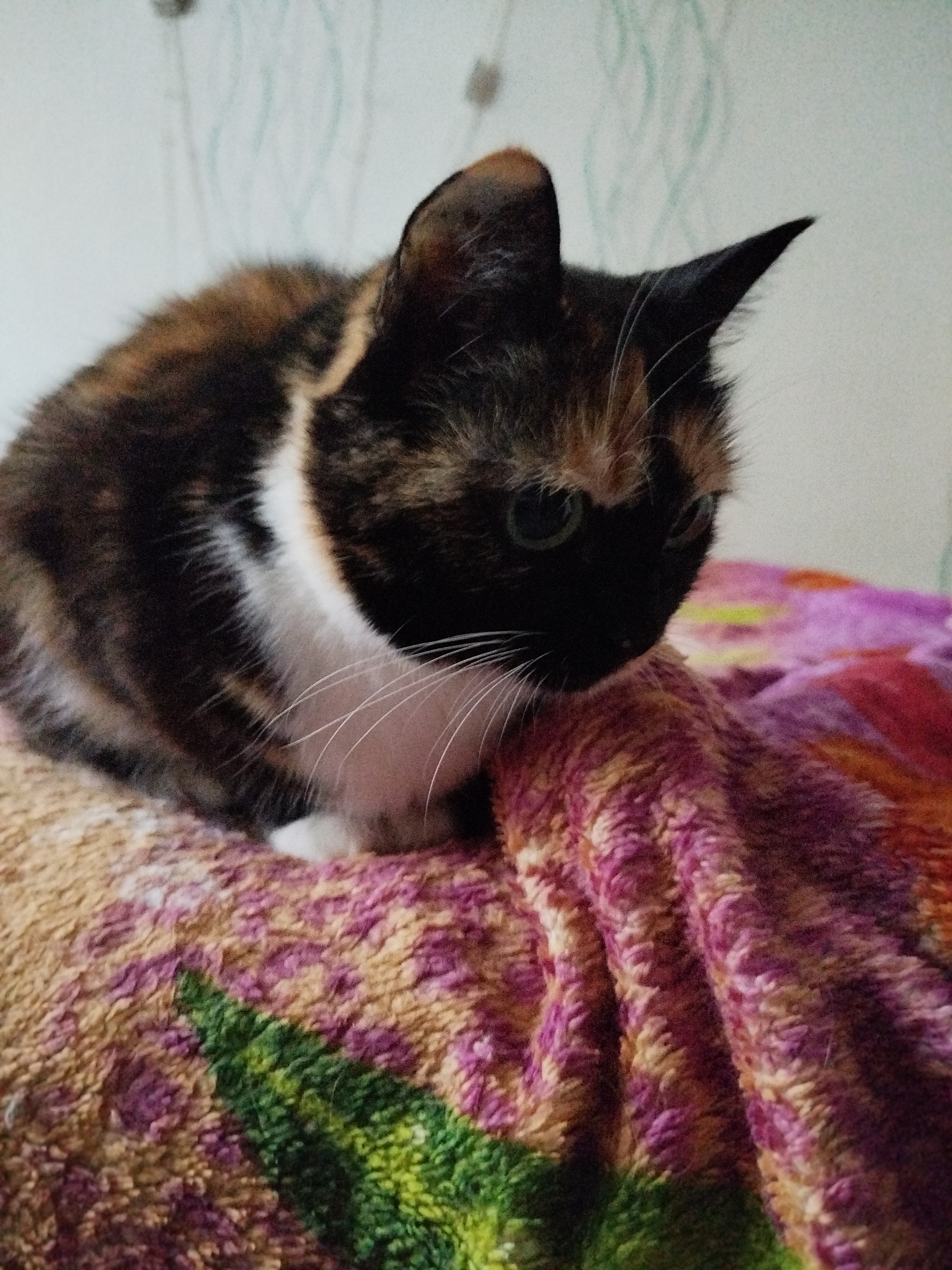 A tortoiseshell cat with white markings sits on a multicolored blanket. The cat's head is tilted down and to the right. The background is a white wall with light green, vertical patterns. The location is Unknown, Unknown.