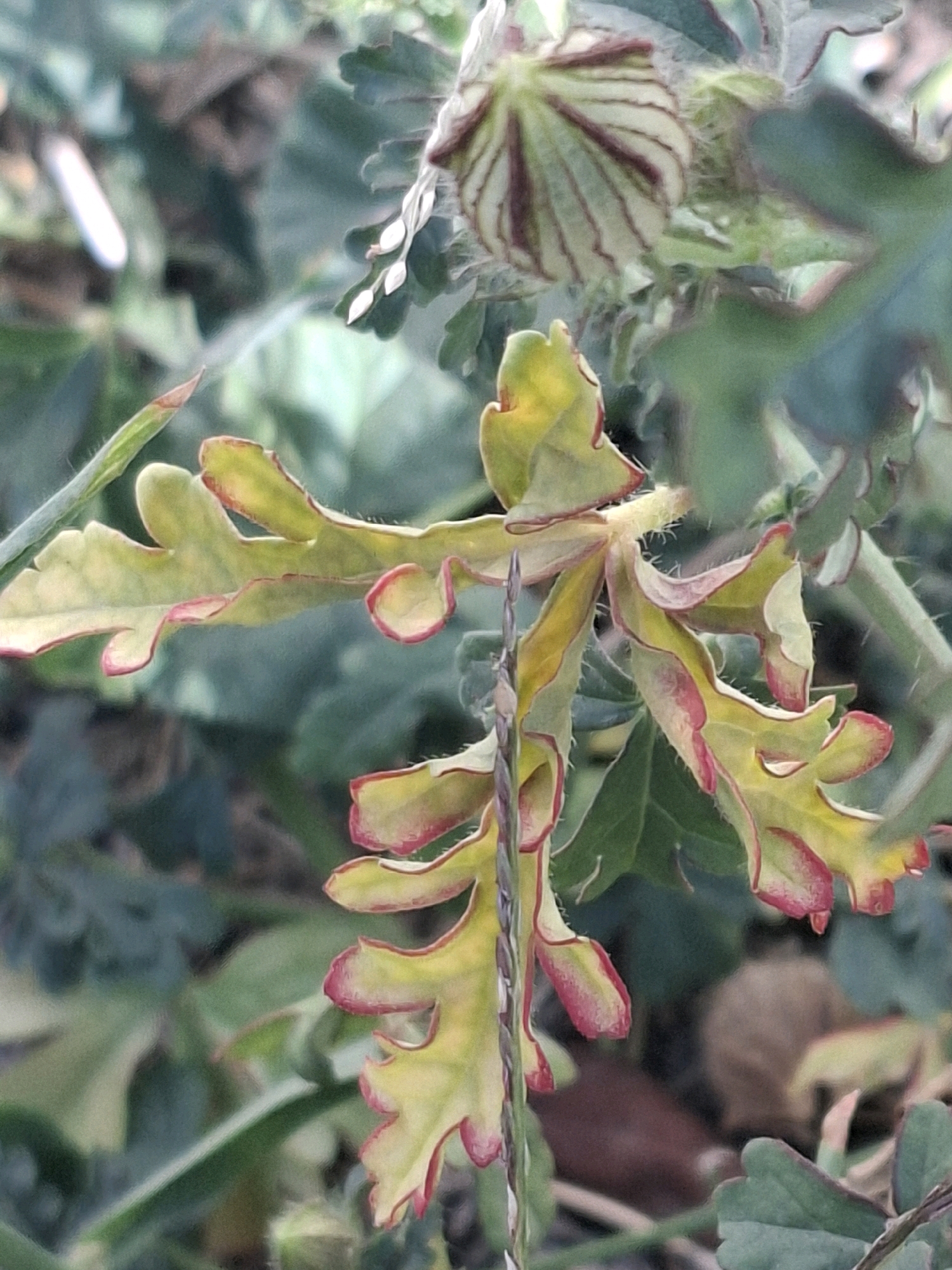 The image shows a close-up of a plant with yellow and red leaves against a blurred green background. The plant appears to be in a natural setting, possibly a garden or park. There are no people or animals visible in the image. The image is taken from a high angle, looking down at the plant. The lighting is soft and diffused, suggesting it was taken on an overcast day or in the shade. The overall impression is one of natural beauty and tranquility. The image does not provide any specific details about its location in Almaty, Kazakhstan.