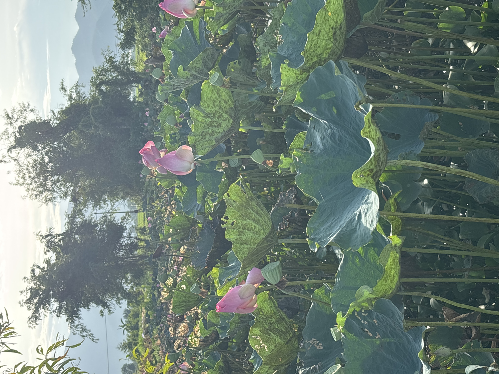 This image captures a serene lotus pond scene in Ham Thuan, Vietnam, bathed in the soft light of dawn or dusk. The foreground is dominated by a dense collection of large, vibrant green lotus leaves, many with a mottled pattern of lighter green or brown. Several pink lotus buds, tightly closed or partially open, rise from the water, their delicate petals catching the light. Some lotus seed pods, characteristic for their perforated, vase-like shape, are also visible. In the mid-ground, more lotus plants stretch towards the horizon, creating a lush tapestry of green. The background features a line of lush trees and vegetation, with the soft, hazy silhouettes of distant mountains under a sky with scattered clouds. The overall impression is one of natural beauty and tranquility.