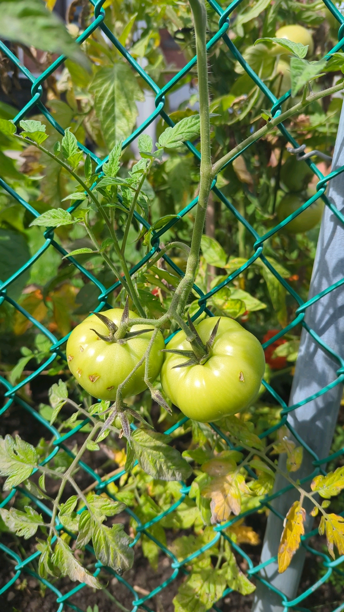 The image depicts two unripe, green tomatoes hanging from a vine, supported by a green chain-link fence. The tomatoes are round and smooth, with visible sepals at the top. The vine has fuzzy stems and serrated leaves, some of which are yellowing. In the background, more greenery is visible, along with parts of a gray metal pole and a blurry red object that could be another tomato or a different plant. The scene appears to be outdoors, in a garden or allotment, potentially in Montreal, Canada, given the presence of the chain-link fence and the commonality of backyard gardens in the city. There are no people or animals present in the image.