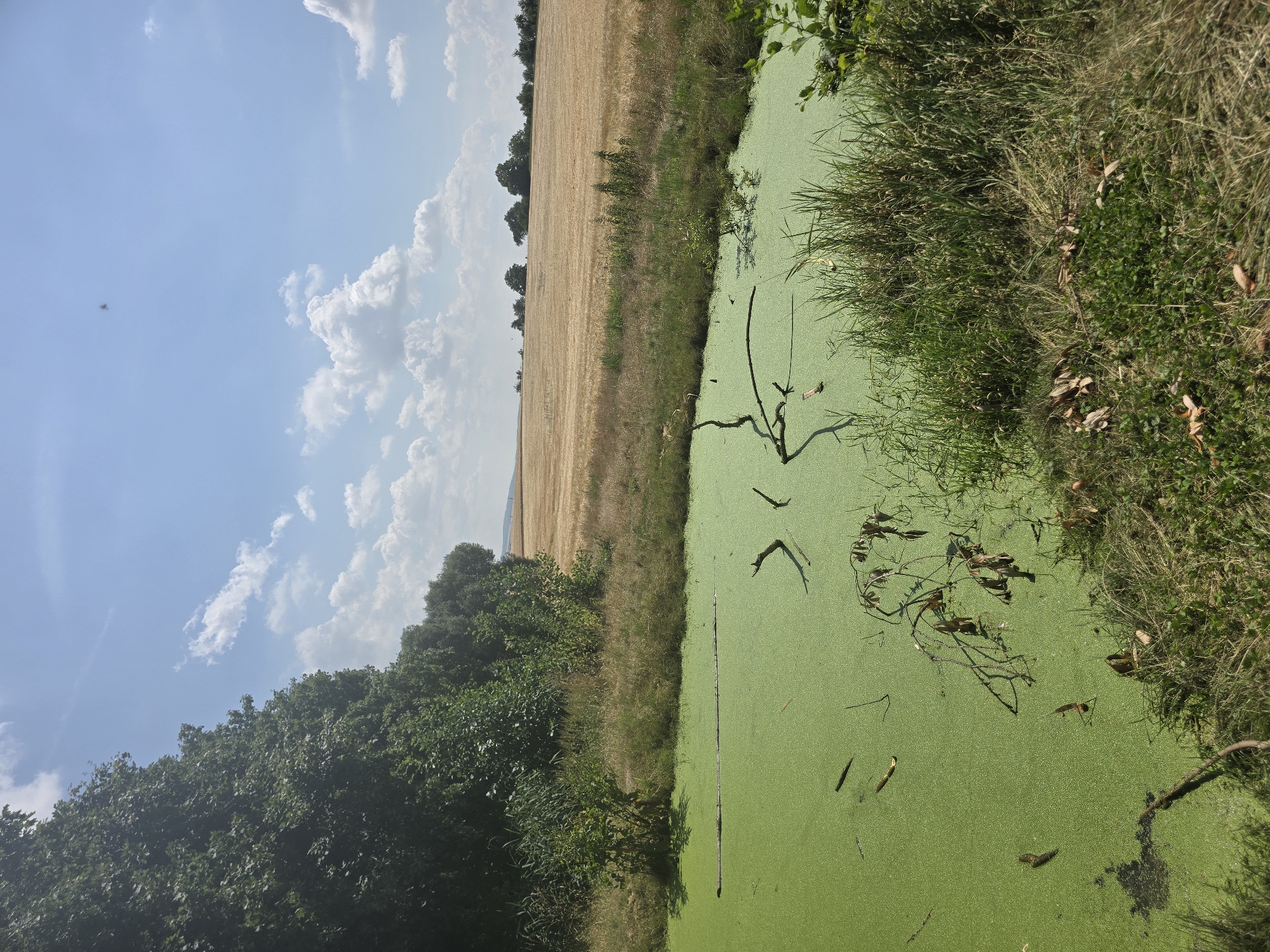 The image depicts a natural scene with a foreground dominated by a pond covered in green algae. Several fallen branches and twigs are visible in the algae-covered water. To the left of the pond, a dense line of green trees forms a backdrop. Beyond the trees, a golden field, likely of ripe grain, stretches towards the horizon. The sky above is blue with scattered white clouds. In the far distance, rolling hills are faintly visible. The overall setting appears to be rural, likely in or near Pustiměř, Czechia, given the context. There are no people or visible animal life in the frame. The environment suggests a warm, possibly summer, day.