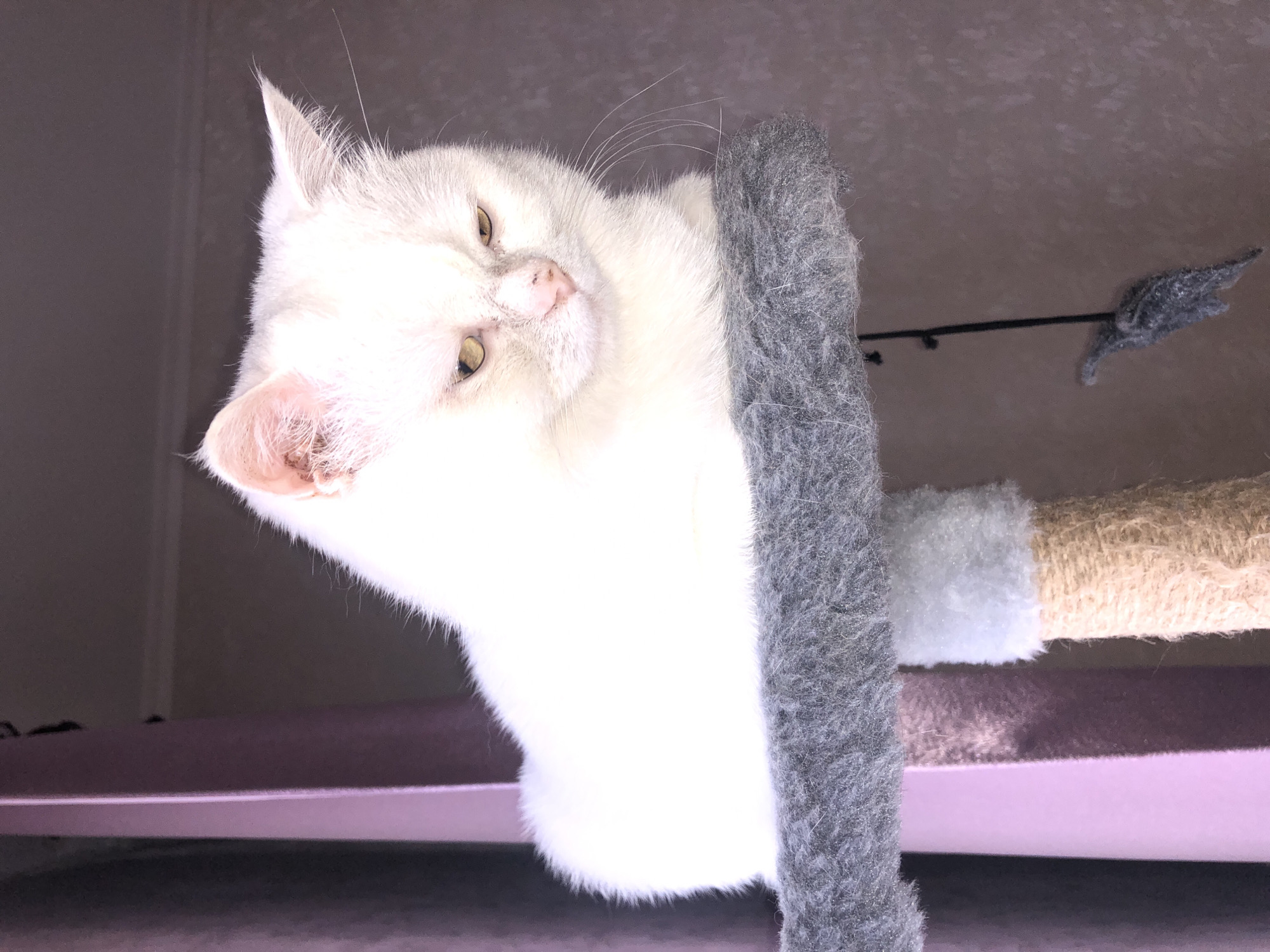 A fluffy white cat with yellow eyes sits on a gray carpeted platform of a cat tree. The cat is looking down and to its right, with its head tilted slightly. Behind the cat tree are a pink curtain and a wall with a textured pattern. A toy mouse hangs from a string below the platform. The scene is indoors.