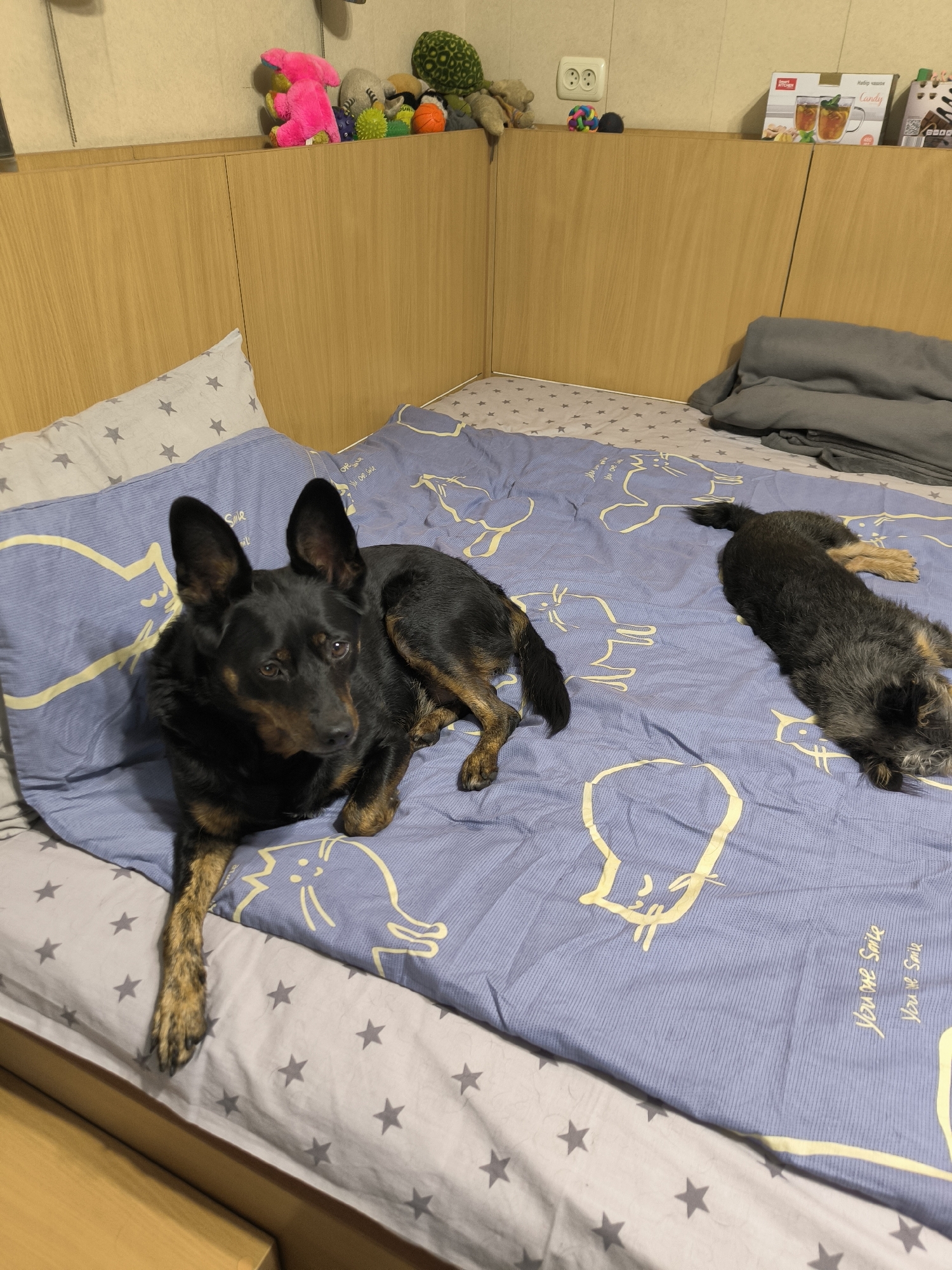 Two dogs are lying on a bed. One dog is black and tan, lying on its side with its head up, looking to the right. The other dog is smaller and brown, lying on its stomach with its head down. The bed is covered with a blue and white patterned comforter and a grey blanket. There are pillows on the bed as well. In the background, there are shelves with various items on them, including stuffed animals and boxes. The room appears to be a bedroom. The location is unknown but the image was taken in Mykolaiv, Ukraine.