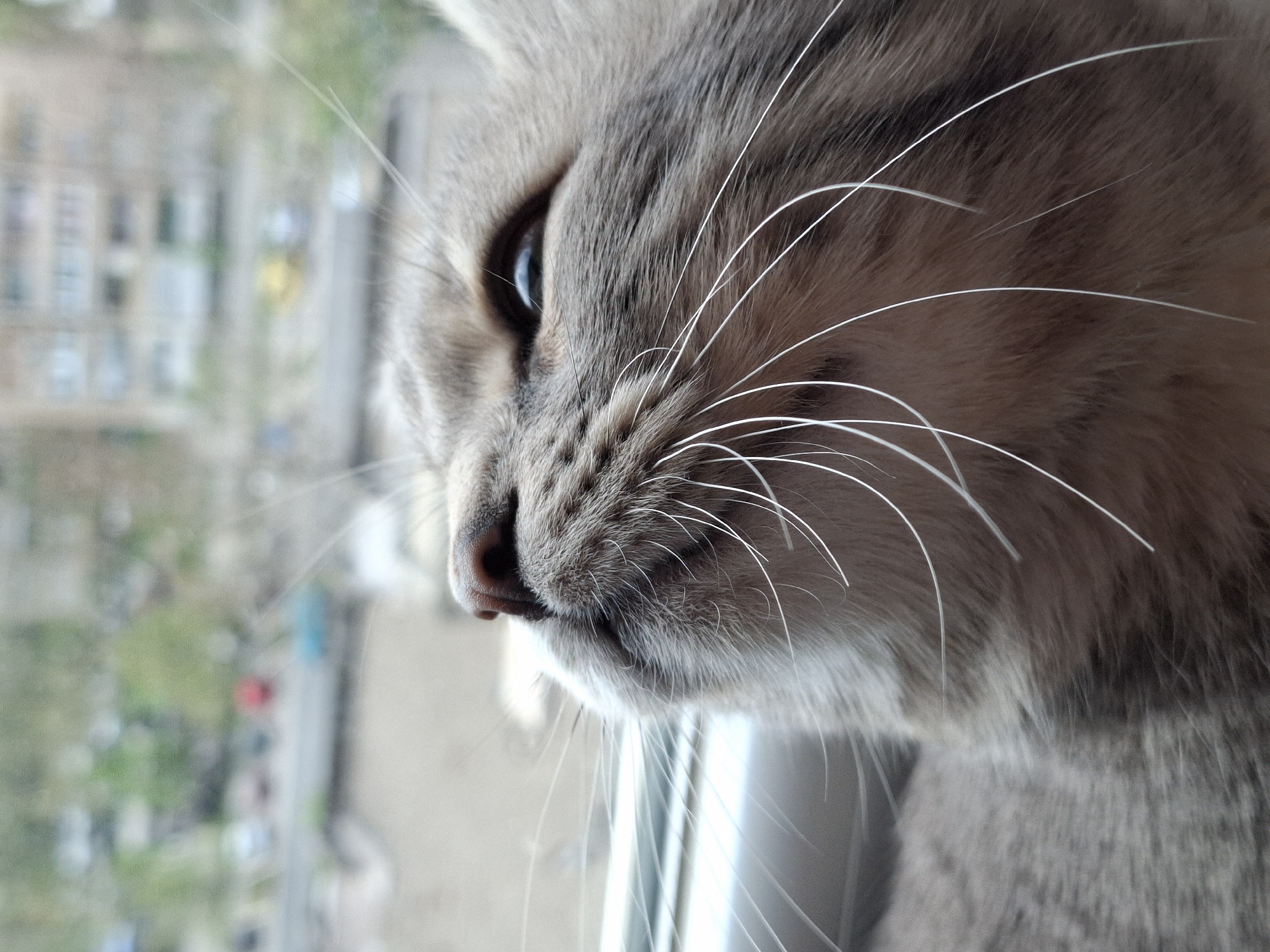 A close-up, side profile shot captures a domestic cat looking out a window in Novi Sad, Serbia. The cat's head and upper body are visible, positioned to the right of the frame, with its gaze directed towards the left and downwards. Its fur is a mix of light grey and brown tones, appearing soft and finely textured.
The cat's face is in sharp focus, highlighting intricate details such as its prominent, long white whiskers that fan out from its muzzle. A soft, pinkish-brown nose is visible, and part of its left eye, dark with a subtle blue or green reflection, can be seen. The expression suggests curiosity or contemplation as it observes the outside world.
The background, viewed through the window, is heavily blurred, creating a shallow depth of field that emphasizes the cat. Despite the blur, an urban environment is discernible, featuring indistinct buildings with multiple windows, patches of green indicating trees or parks, and what appear to be streets or pathways. The lighting suggests natural daylight. No text is visible in the image.