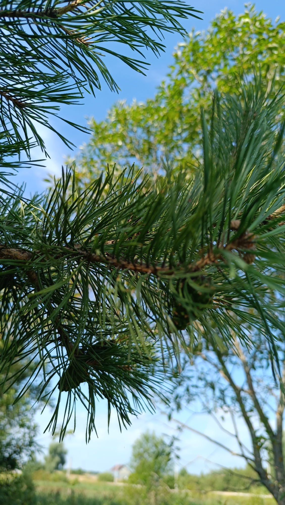 The image captures a close-up view of pine needles against a backdrop of a clear blue sky. In the foreground, a pine branch with long, slender needles dominates the frame. The needles are a vibrant green and appear to be in focus, with some pine cones visible amongst them. Beyond the pine branch, the background is softly blurred, showing glimpses of lush green trees and a distant, hazy landscape with a small building. The overall scene suggests an outdoor setting, possibly a park or a natural area on a sunny day. The image does not contain any people or indicate any specific actions or interactions. There is no discernible information to place this image in the city of Karsha, Russia.