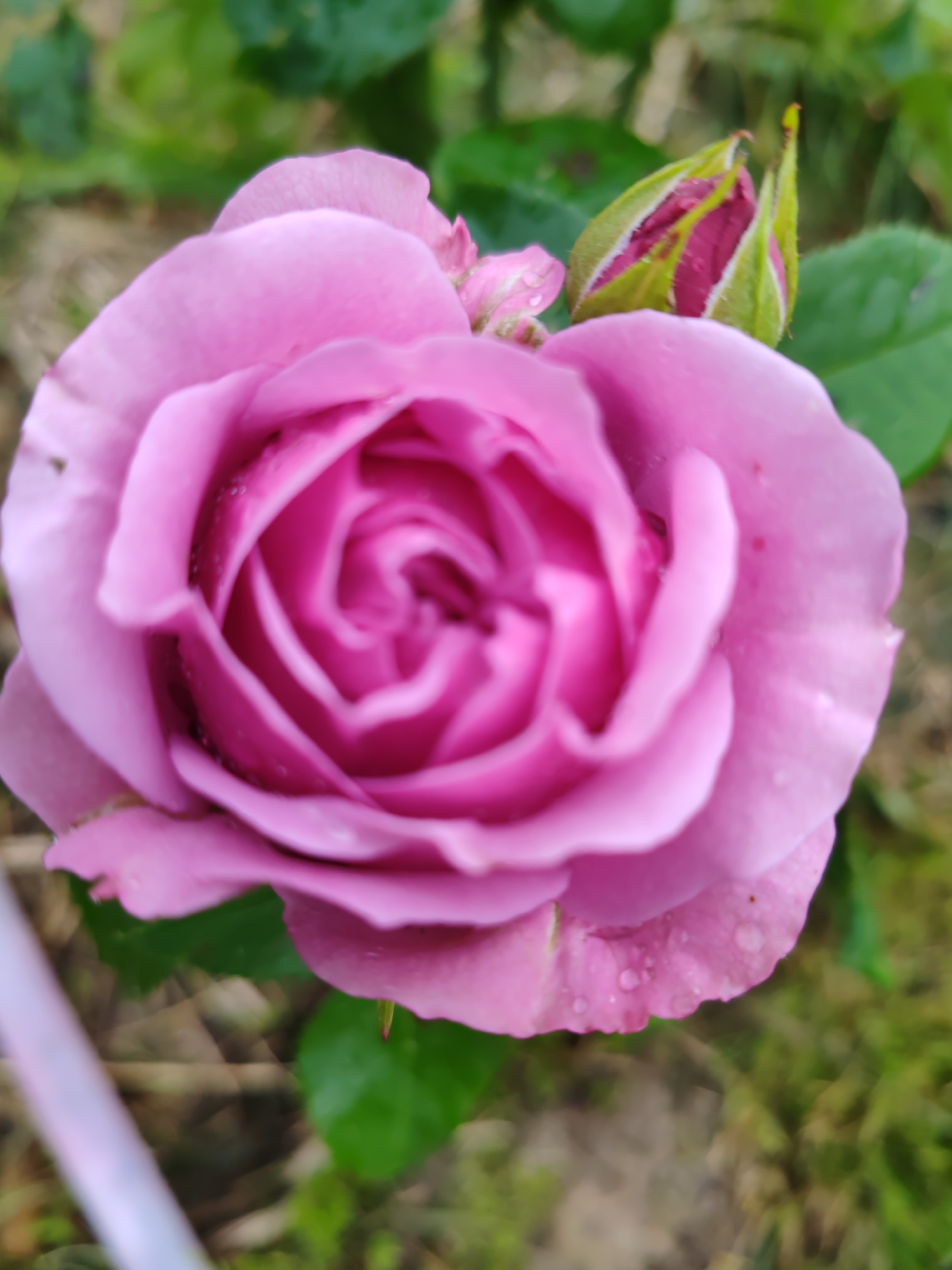 A close-up, slightly out-of-focus photograph captures a blooming pink rose with a rosebud in the upper right corner, set against a blurred green background of foliage and earthy ground. The rose petals, a soft shade of pink, exhibit delicate water droplets, suggesting recent rain or dew. The rosebud, predominantly green with hints of pink, is partially unfurled, revealing its inner color. The overall impression is that of a natural, outdoor setting, likely a garden, with no signs of human presence or activity. The image's location in Chuchloma, Russia, is not visually discernible from the photograph itself, as it lacks any identifying landmarks or contextual clues specific to that city.