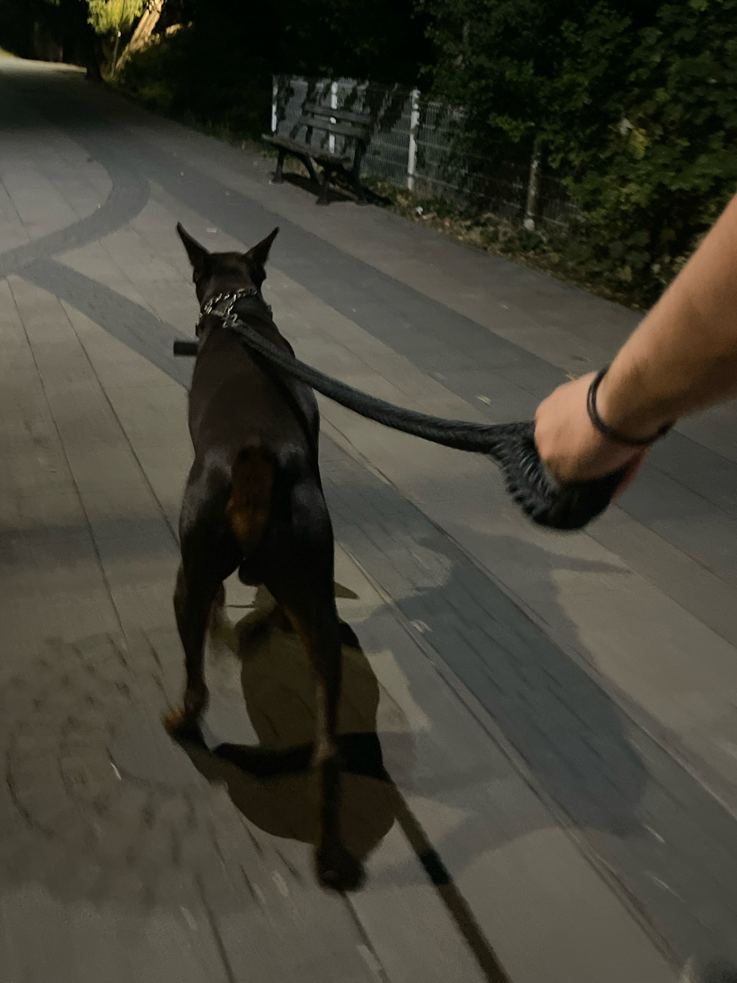 A dark brown dog is being walked on a leash at night on a paved walkway. The dog is facing away from the camera and appears to be a Doberman Pinscher or a similar breed. The person holding the leash is partially visible, with their arm and hand in the lower right corner of the frame. The walkway is illuminated by ambient lighting, casting shadows on the ground. In the background, there are trees and a metal fence. A wooden bench is visible further down the walkway. The scene appears to be in a park or a recreational area within the city of Karlovo, Bulgaria.