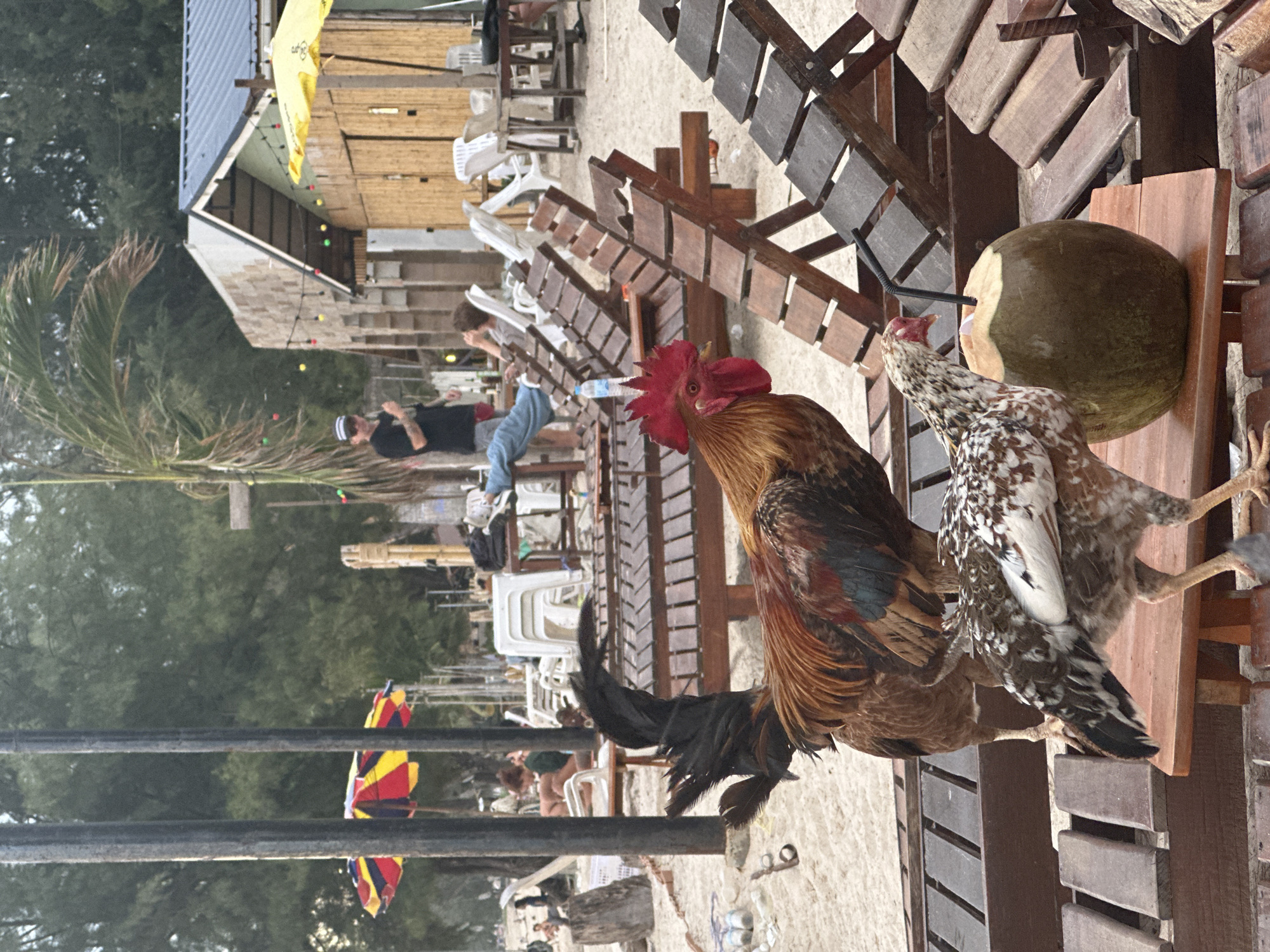 The image depicts a beach scene with two roosters in the foreground. One rooster, a large male with vibrant red comb and wattles and brown, black, and iridescent blue plumage, stands on a sandy area, facing left. Its tail feathers are black and long. To its right and slightly in front, a younger hen with speckled brown and white feathers pecks at a coconut with a straw. The coconut sits on a wooden table. In the background, several empty wooden lounge chairs are arranged on the sand. Behind the chairs, a beach bar or restaurant structure with a corrugated metal roof and bamboo walls is visible, adorned with string lights. People are sparsely scattered in the background, some seated, one standing. Beach umbrellas, one with red, yellow, and blue sections, are also visible. The environment is sandy and appears to be a tropical location, possibly a beach resort.