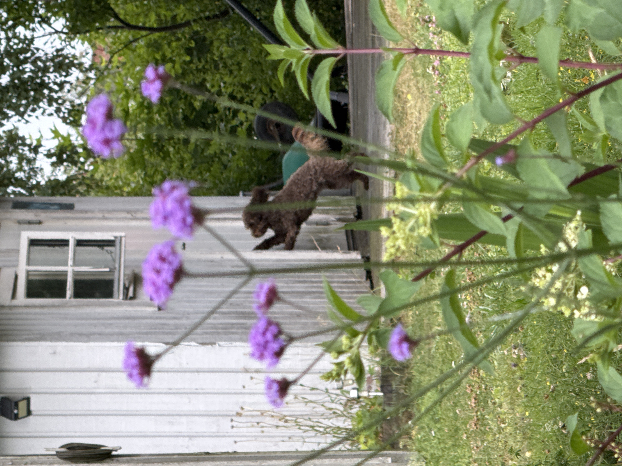 In Österskär, Sweden, a brown dog is captured mid-leap near a white wooden building with an open window. The dog is positioned behind a green wheelbarrow, its front paws extended upwards. In the foreground, several blurred purple flowers on thin stems dominate the frame, obscuring parts of the building and the dog. The ground is covered in grass, and dense green foliage forms the background. A black light fixture is mounted high on the left side of the building.
