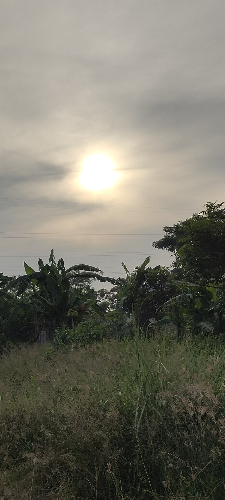 The image depicts an outdoor scene with a bright, hazy sun in the upper center of the frame, partially obscured by clouds. Below the sun, two thin, parallel power lines stretch horizontally across the sky. The foreground is dominated by tall, dense grass and other vegetation, some of which is dry and wispy. In the midground, a variety of lush green plants, including banana trees with large, distinctive leaves, are visible. To the right, a dense cluster of dark green trees forms a backdrop. The overall impression is that of a rural or semi-rural landscape, possibly on the outskirts of Lhokseumawe, Indonesia, characterized by abundant vegetation and a muted, overcast sky. There are no people or animals visible in the image.