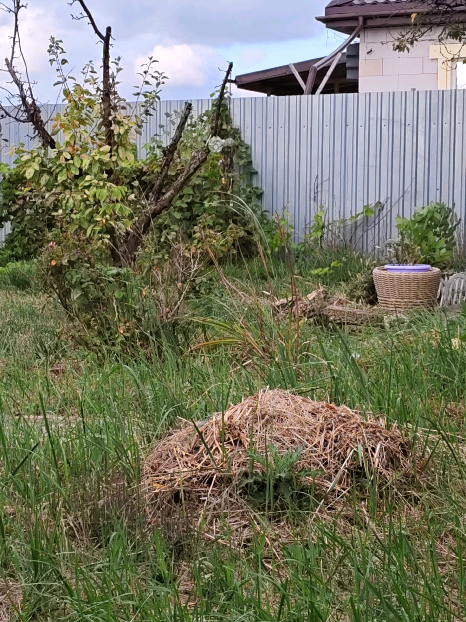 The image depicts an outdoor scene, likely a backyard, with a light-colored corrugated metal fence running horizontally across the mid-ground. To the left of the fence is a pruned tree with green and yellowing leaves, and to the right, a portion of a building with a brown roof and light-colored walls is visible. The foreground is dominated by tall green grass and a pile of dry straw or hay. A woven basket with a purple object on top is situated in the mid-ground to the right of the fence. The overall impression is of a somewhat unkempt garden area. There are no people or animals visible in the image. The lighting suggests it is daytime, possibly overcast. The city of Rostov-on-Don, Russia, is not explicitly identifiable from the image's visual elements alone.