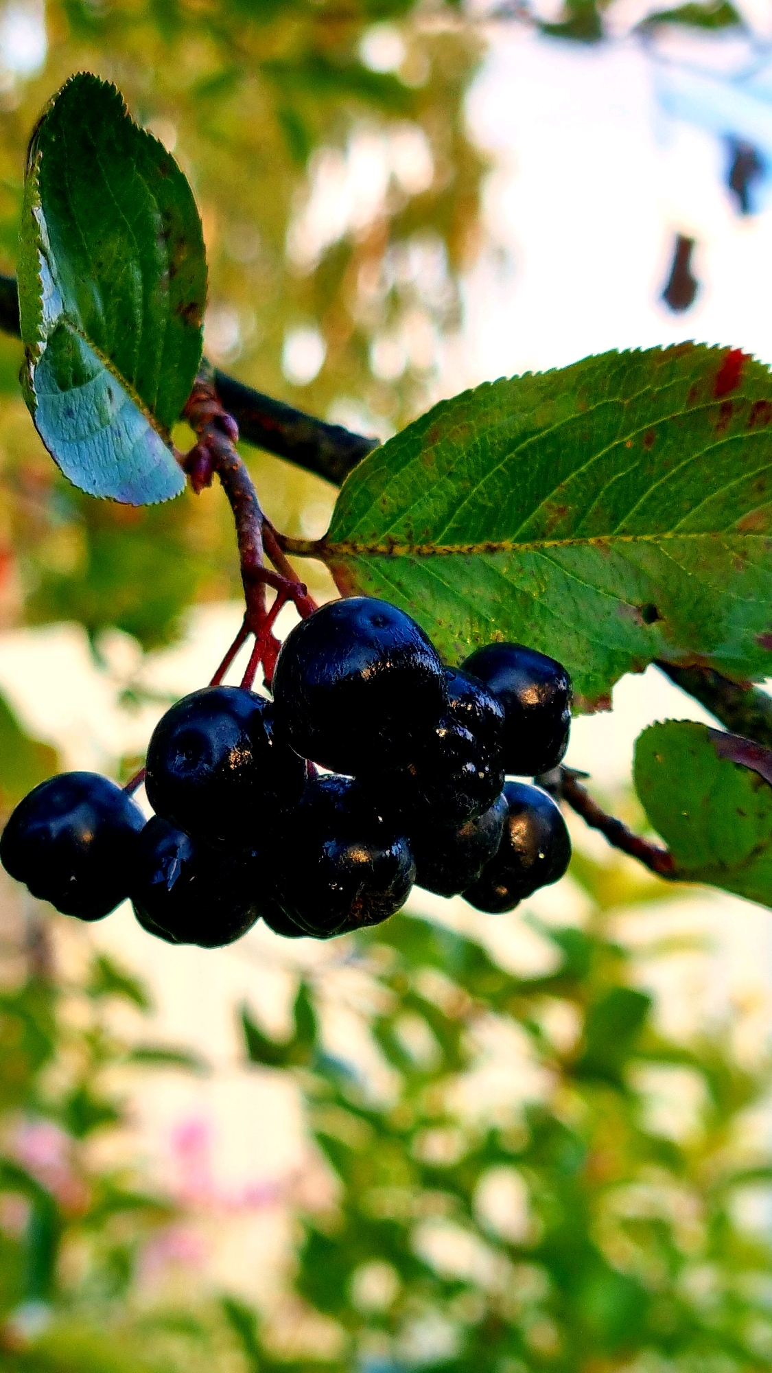 The image displays a close-up view of a branch with dark berries and green leaves against a blurred background of foliage and sky. The berries are clustered together on thin stems, with some appearing to be slightly wet, reflecting the light. The leaves are broad and veined, with one prominent leaf in the foreground showing a serrated edge. The overall scene suggests a natural outdoor environment, possibly a garden or park. The provided location of Vysokoe, Russia, indicates a specific geographical context for this image.