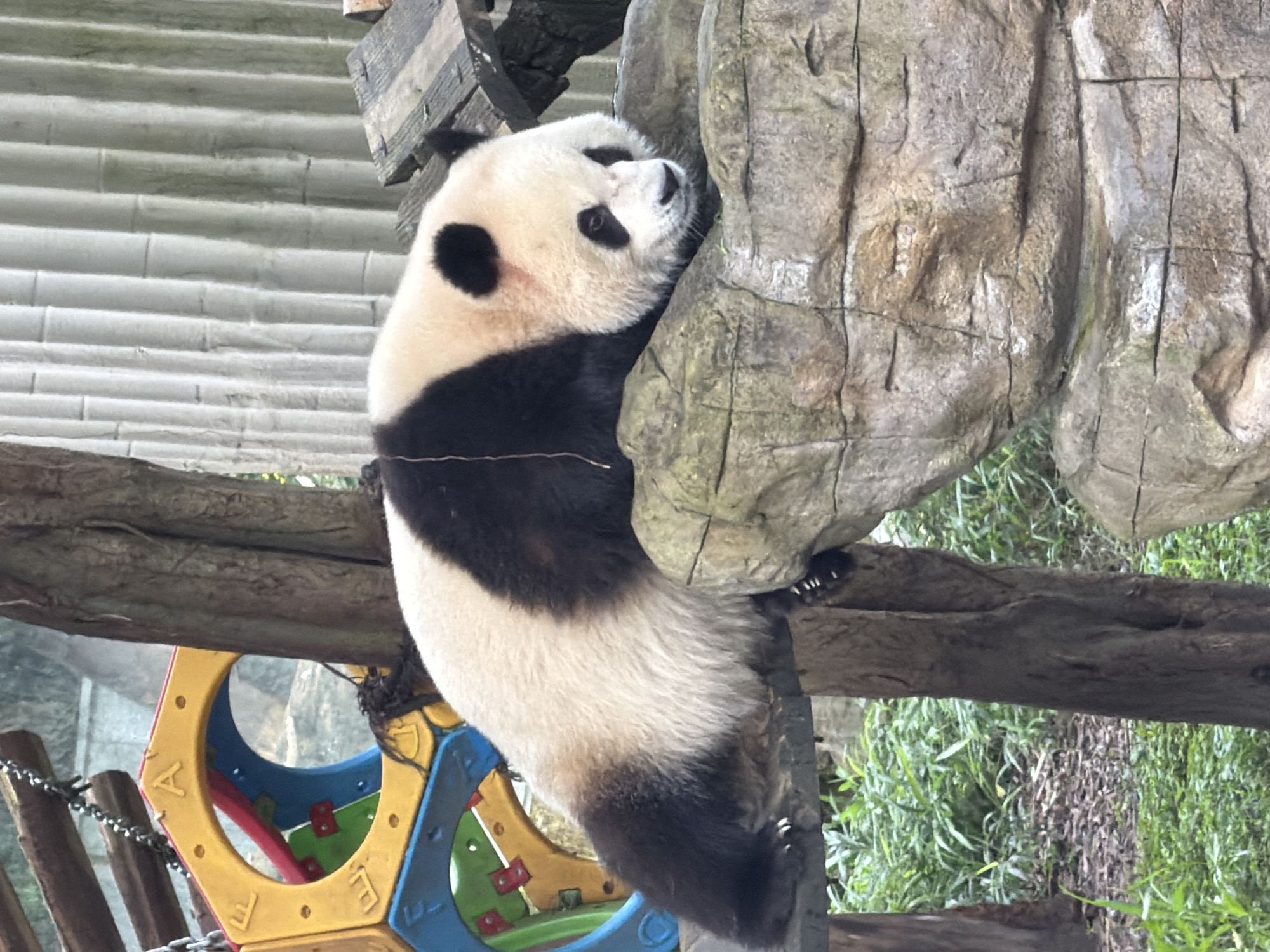 The image captures a giant panda resting on a rock formation within an enclosure. The panda has its characteristic black and white fur, with black patches around its eyes and ears. It is lying on its side, with its head propped up and facing towards the right of the frame. The panda appears relaxed, with its eyes partially closed.
In the background, a colorful playground structure, made of red, blue, and yellow plastic, is visible, along with wooden beams and chains. To the right of the panda, a section of corrugated metal wall, possibly part of the enclosure, is visible. The ground around the rock formation is covered with greenery and mulch. The overall environment suggests an outdoor habitat designed for pandas, likely in a zoo or wildlife sanctuary. The image does not provide explicit geographical markers to pinpoint a specific location within Jiulongpo District, China, but the presence of a panda and such enclosures is consistent with the region's conservation efforts.