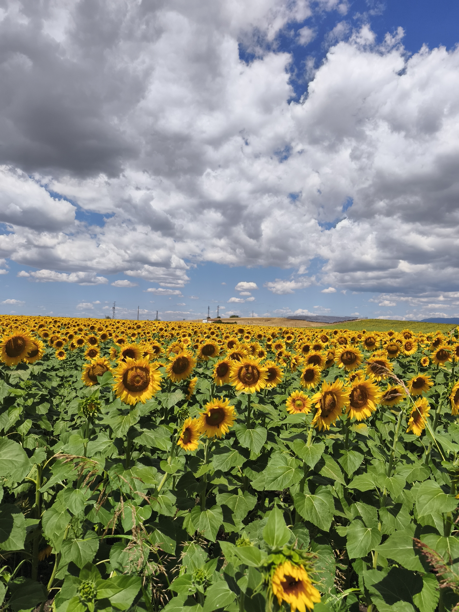 This is a landscape photograph of a vast sunflower field under a partly cloudy sky. The sunflowers, with their bright yellow petals and dark centers, fill the foreground and extend as far as the eye can see towards the horizon. The plants are lush and green, with large, textured leaves. In the distance, the landscape appears to be gently rolling hills, with some power lines and structures visible. The sky above is a mix of bright blue patches and large, grey and white cumulus clouds. The image was taken in Duvanlii, Bulgaria.