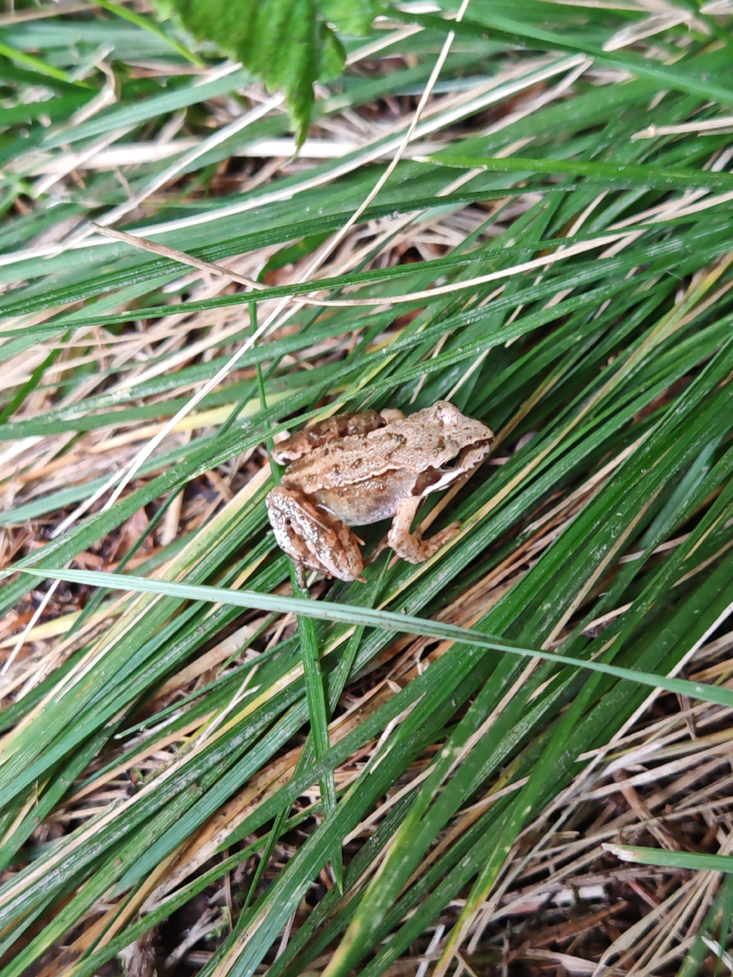 A small, light brown frog with dark markings is camouflaged amongst tall, green grass and dried brown blades of grass. The frog is positioned in the center-right of the image, facing towards the left. Its hind legs are tucked beneath its body, and its front legs are extended forward. The environment suggests a natural outdoor setting, potentially a meadow or grassy area. The location in Rosinka, Russia, is noted, but there are no further details in the image to confirm this specific location.