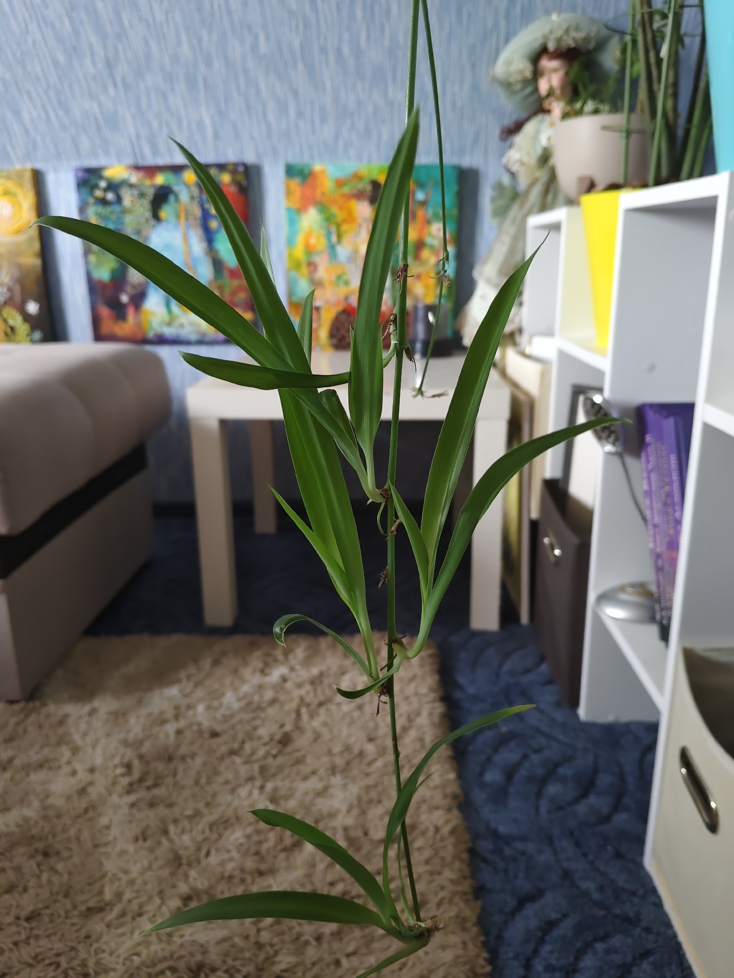 An indoor, eye-level, close-up shot shows a slender, green, leafy plant with long, narrow leaves extending upwards from the bottom of the frame. The plant is the primary subject, hanging in the foreground against a blurred background. Behind the plant, on the left, is a light-colored, plush carpet. Further back, a beige sofa or ottoman with a dark stripe is visible. To the right of the sofa is a white table. In the background, several square-shaped paintings with vibrant, abstract art hang on a light blue, textured wall. To the right of the table, a white, multi-shelf unit holds various items, including yellow and light gray planters, a doll with a large, green hat, and a purple book. The scene appears to be an interior space, likely a living room, with a focus on the hanging plant. There are no individuals present.