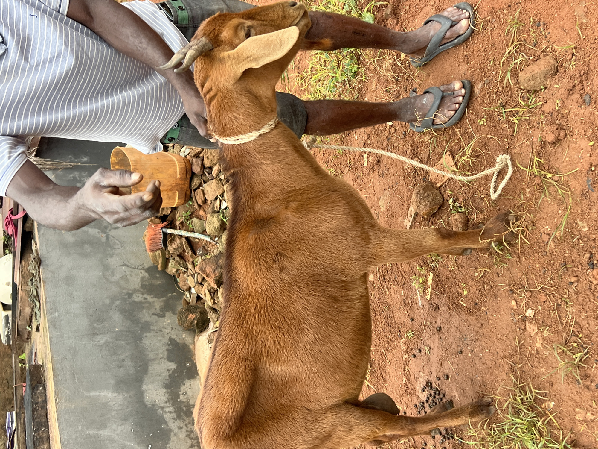 In Nkpor, Nigeria, a brown goat stands tethered by a rope to a man’s leg. The man, wearing a striped t-shirt and shorts, stands on the right side of the frame, holding the goat's head. The ground is red dirt with scattered grass and rocks. In the background, a concrete wall and a pile of rocks are visible. A wooden bucket and a broom are also present near the wall.