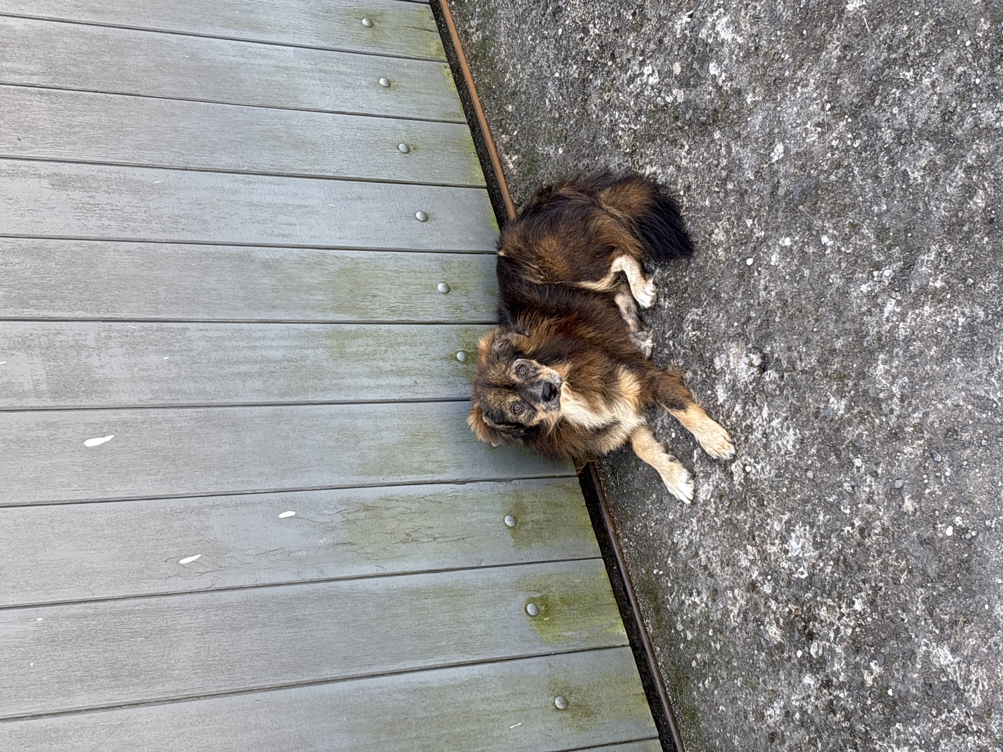 A medium-sized, brown and black dog is lying on a weathered, light grey wooden deck next to a rough, concrete surface. The scene appears to be outdoors, likely a walkway or patio area. Given the instructions, the location would be Kuta Selatan, Indonesia. There are no people visible in the image. The dog is the central subject, lying down and looking towards the camera. The wood of the deck has some lighter-colored spots on it.
