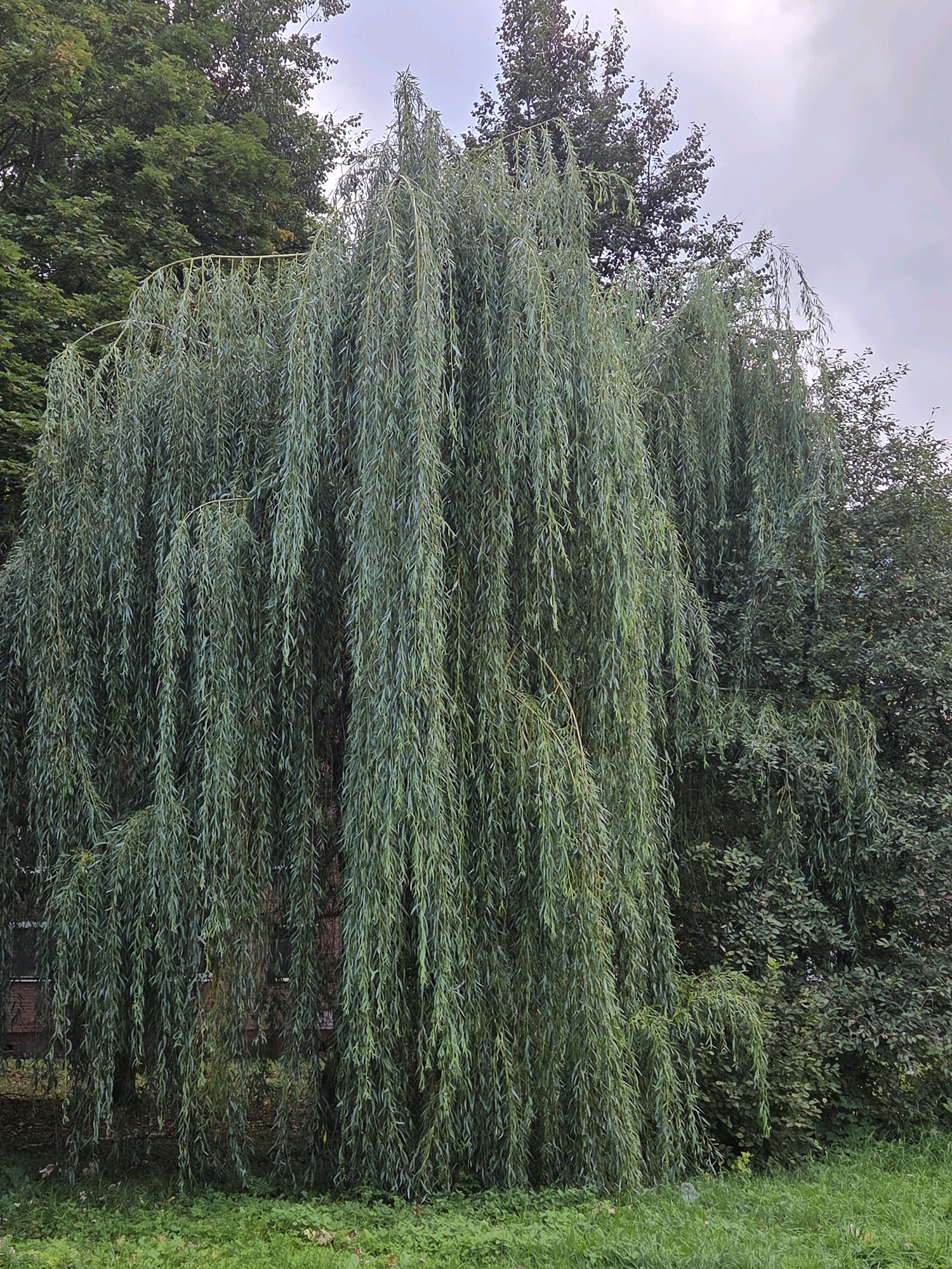 A weeping willow tree dominates the center of the image, its long, cascading branches creating a curtain of green foliage. Behind the willow, other trees with denser foliage and darker green leaves are visible. The foreground features a patch of green grass, with some fallen leaves scattered on it. The background shows a cloudy sky and hints of buildings, possibly brick structures, peeking through the trees on the left. The scene appears to be a park or garden area within the city of Podolsk, Russia.