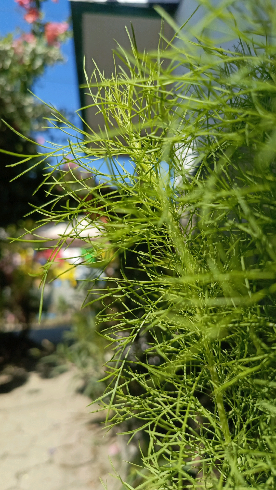 In Kebumen, Indonesia, a close-up shot captures the intricate details of feathery green foliage. The leaves are fine and delicate, with a feathery texture, suggesting a plant like dill or fennel. The foreground is dominated by this vibrant green plant, with its thin, needle-like leaves creating a dense, almost textured appearance.
In the background, the scene is softly blurred due to shallow depth of field. A bright blue sky is visible, along with hints of pink flowers and greenery, suggesting a garden or outdoor setting. A building with a muted gray facade and white trim is also partially visible. A sandy path or ground is present on the left side of the frame, with subtle shadows indicating sunlight. The overall impression is one of a peaceful, natural environment within an urban or semi-urban setting in Kebumen.