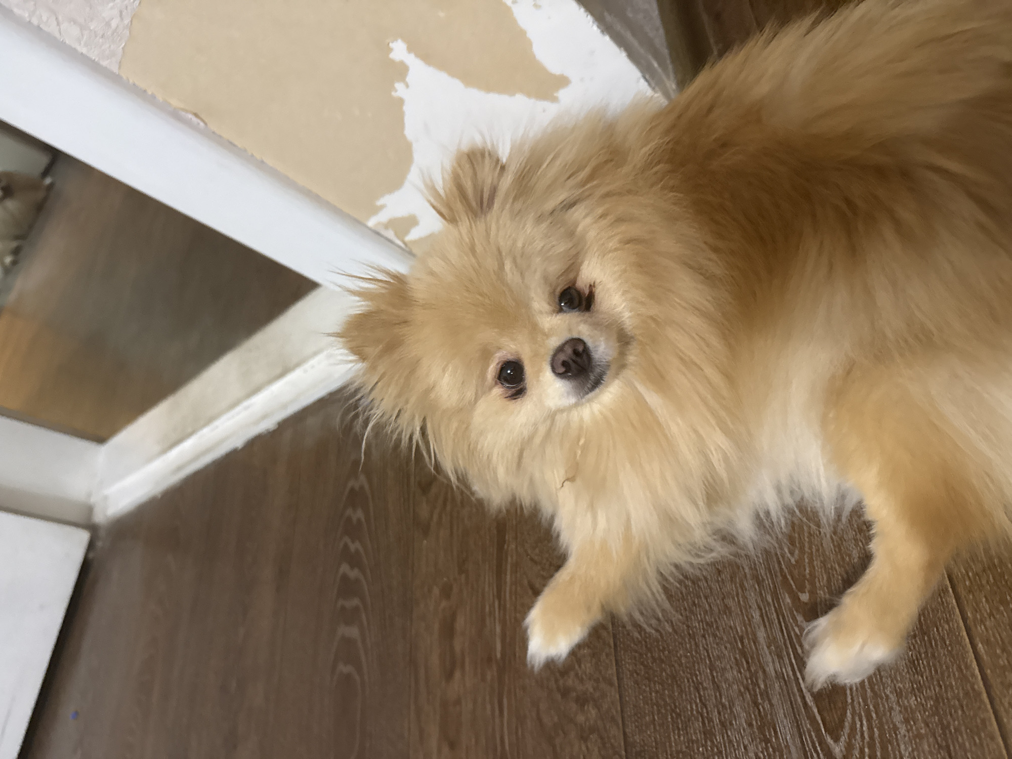 The image is a close-up, slightly angled shot of a fluffy, light-brown Pomeranian dog lying on a wooden floor. The dog is looking directly at the camera with a curious expression. Its fur is thick and appears soft. The background consists of a wall with peeling beige wallpaper and a white trim or baseboard. The lighting suggests an indoor setting, possibly during the daytime. The overall scene is simple and focuses on the dog as the main subject. There is no visible text in the image.