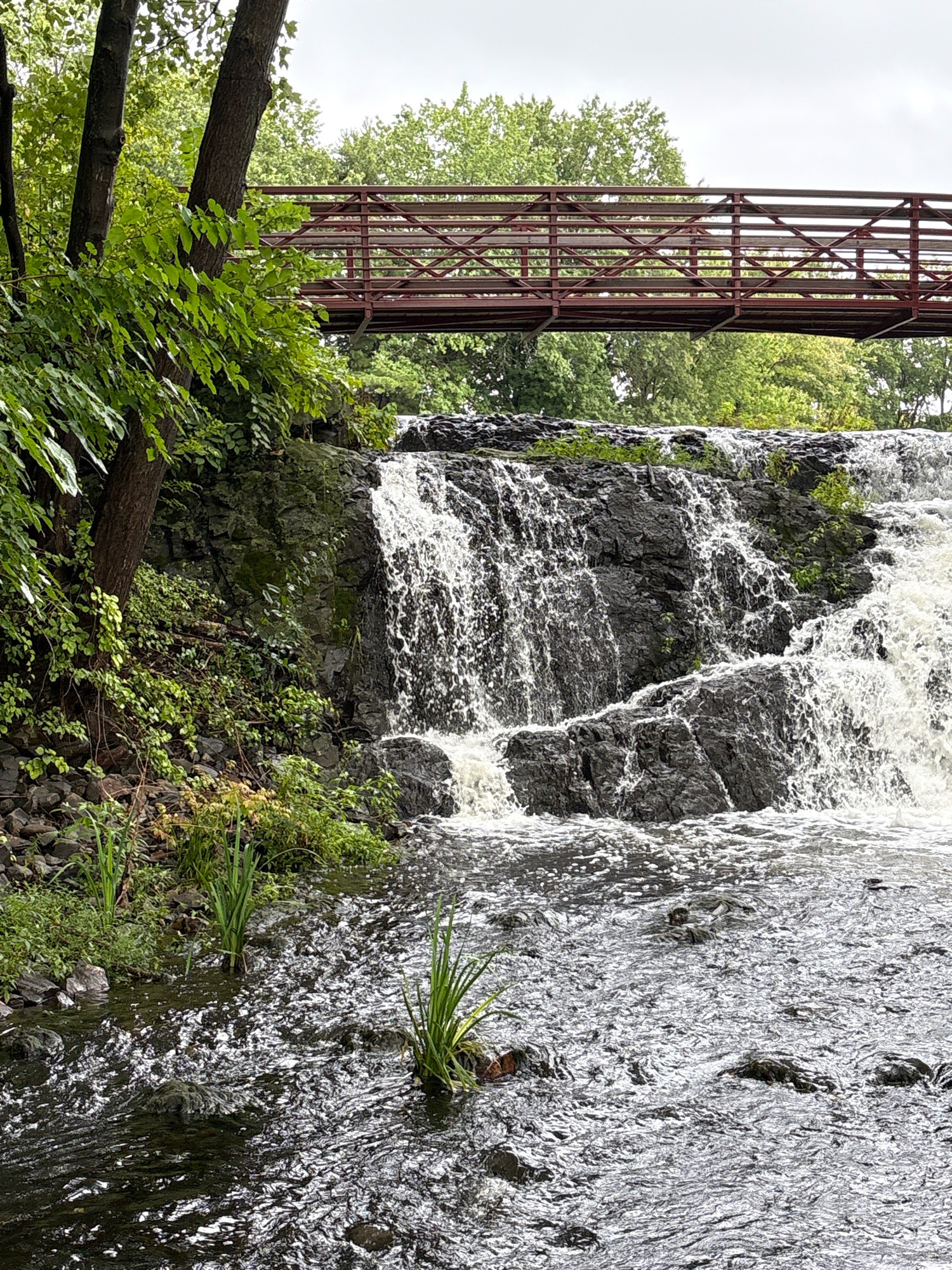 The image depicts a waterfall cascading over dark, jagged rocks. A red metal pedestrian bridge spans across the top of the waterfall, with trees and lush green foliage on either side of the scene. The water in the foreground is dark and choppy, with white foam and ripples indicating movement. Several tall, green reeds are growing in the water near the left bank. The sky is overcast, casting a diffused light on the scene. This is a natural scene located in Newington, Connecticut, USA, specifically at the MDC Reservoir. There are no people or animals visible in the image.