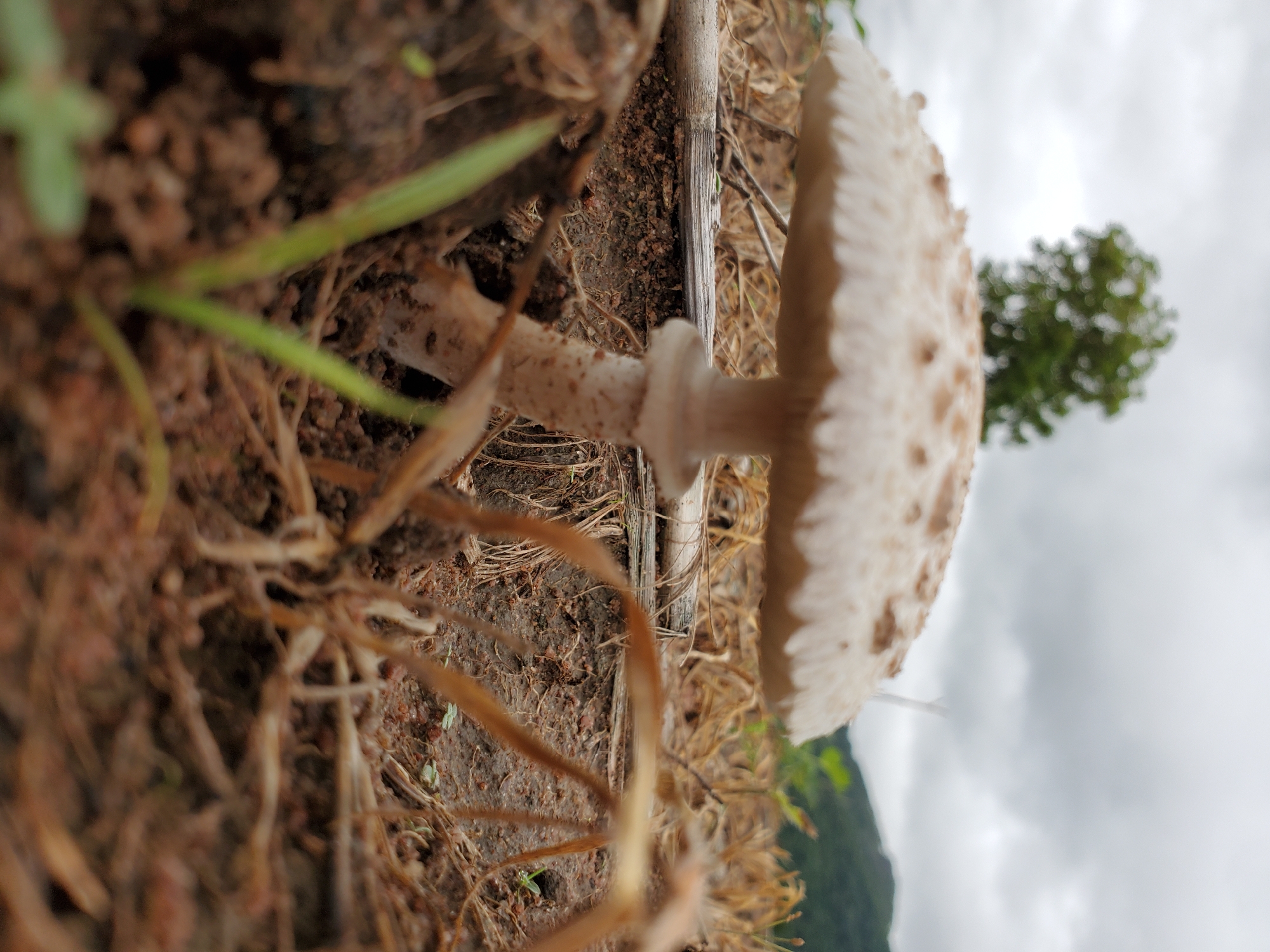 The image depicts a mushroom growing in soil. The mushroom has a light-colored cap with darker spots and a stem. The ground around the mushroom is covered in dirt and dead vegetation. In the background, there is a tree and a cloudy sky. The location is Mararaba, Nigeria.