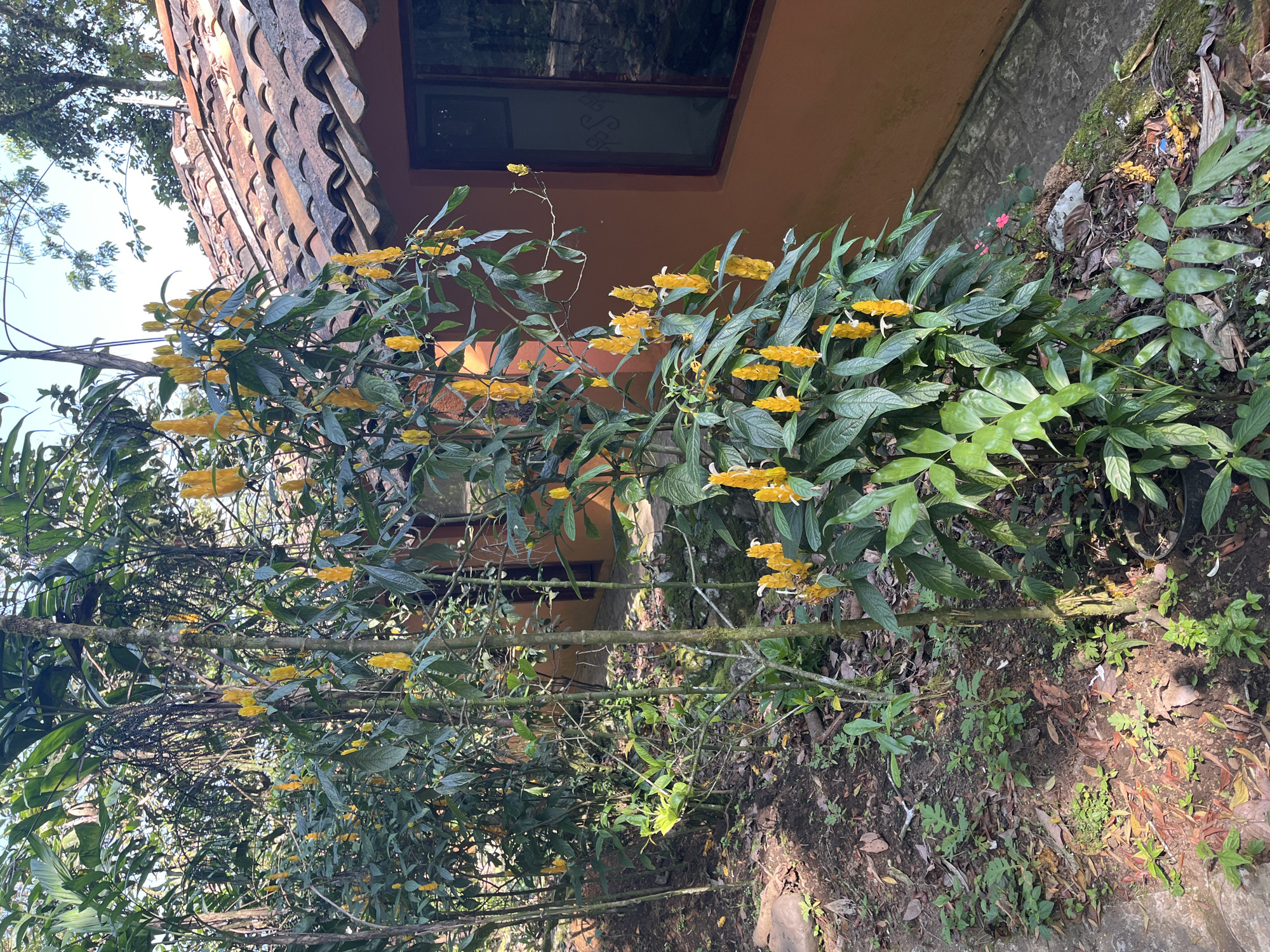 The image shows a shrub with yellow flowers growing outside a building. The building has an orange exterior wall and a roof with terracotta-colored tiles. There is a window with dark trim. The shrub is lush with green leaves, and the yellow flowers are arranged in clusters. The ground around the shrub is covered in soil and other plants. The location is Cuetzalan, Mexico.
