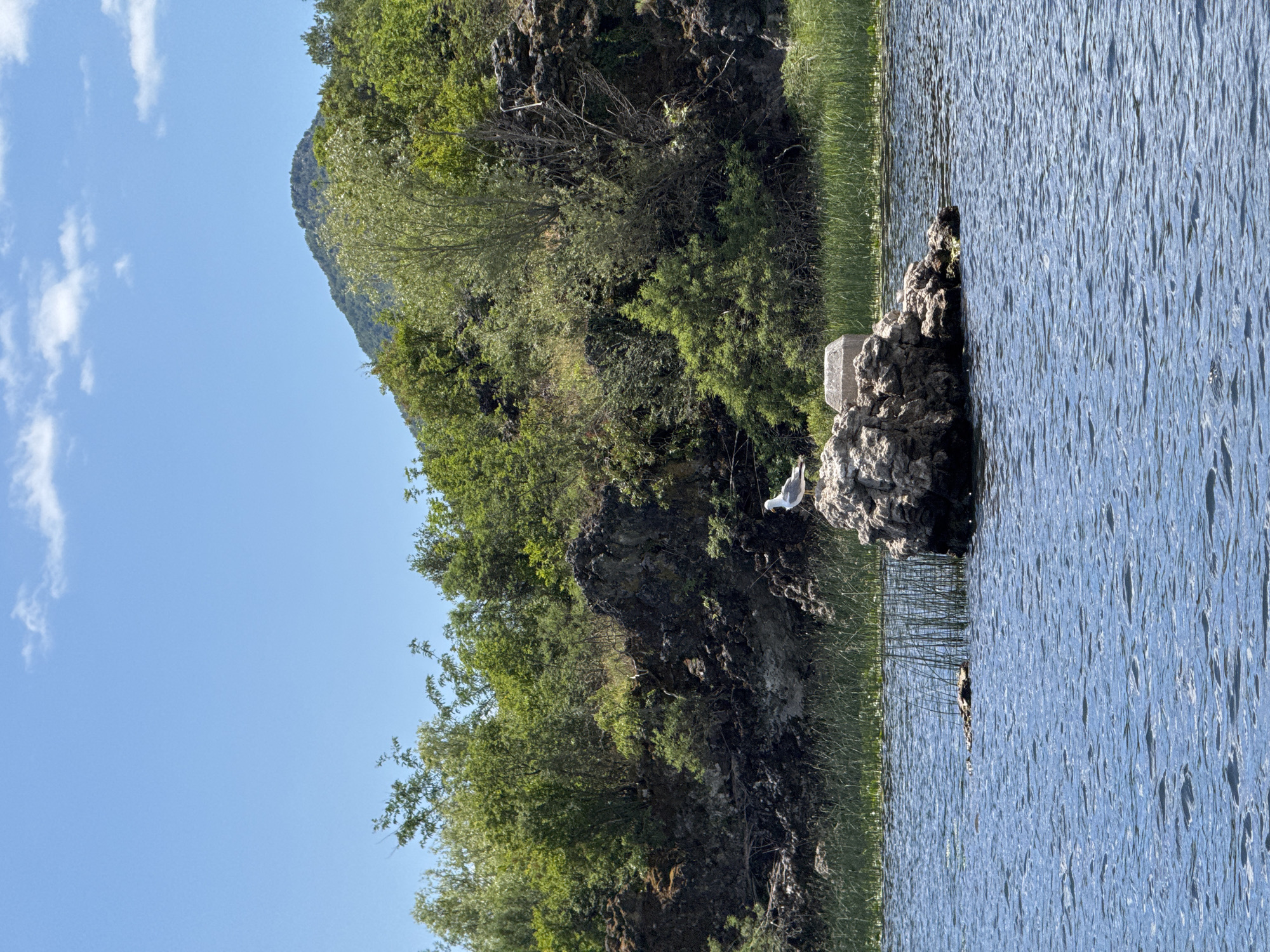 An outdoor, eye-level, vertical shot captures a natural landscape with a body of water in the foreground and a densely vegetated hillside in the background. The sky is clear blue with a few scattered white clouds. In the middle ground, a rough, rocky island emerges from the blue water, which is rippled by a slight breeze. A single seagull stands on the rocky island, facing towards the right of the frame. Behind the island, tall green reeds grow along the water's edge, leading to a steep hillside covered in lush green trees and dark, rocky outcrops. A lone, rounded mountain peak is visible in the far background, with the sky extending above it.