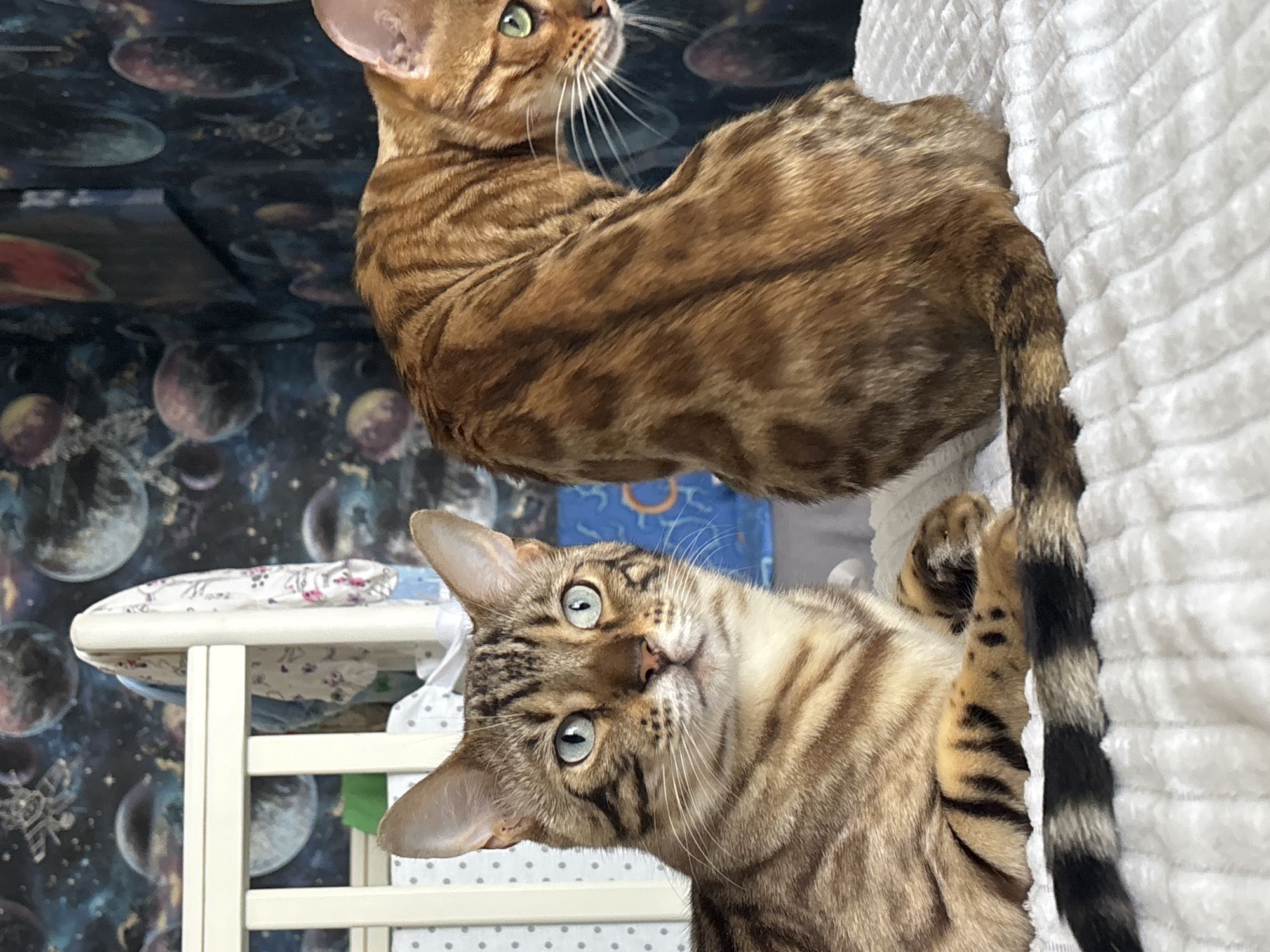 Two Bengal cats are positioned on a white, textured surface. The cat on the left is facing the camera, with its head and upper body visible. It has a tabby pattern, blue-green eyes, and black markings on its tail. The cat on the right is turned away from the camera, showing its side and hindquarters. It also has a tabby pattern with lighter brown fur and darker stripes, and green eyes. The background features wallpaper with a space or planet theme, and part of a white crib or bed frame is visible on the left. The overall setting appears to be an indoor domestic environment, potentially a bedroom or nursery. There is no information in the image to suggest a location in Noviy, Russia.