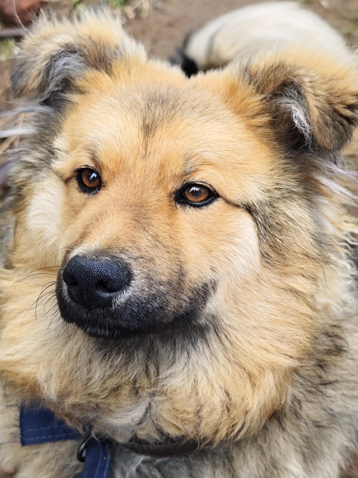A close-up image features a dog, its head filling the frame. The dog has a mix of tan and brown fur, with darker shading around the nose and eyes. Its eyes are a warm brown color, and its nose is black and textured. A portion of a blue collar is visible near the bottom of the frame. The background is blurred and indistinct, suggesting an outdoor setting with earth tones. There is no indication of a location in Noviy, Russia, or of any human presence or interaction.