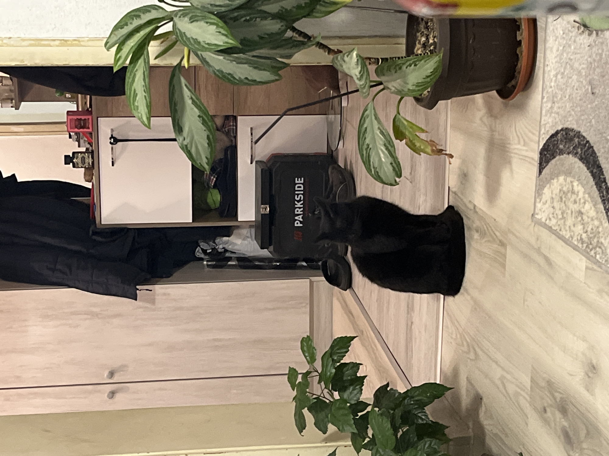 A medium shot of a domestic indoor setting with light-colored wood-grain laminate flooring. A black cat is sitting between a "Parkside" branded portable power station and a potted Aglaonema plant. The power station is dark gray with the brand name in white letters. The plant is in a dark brown pot. There is a white cabinet unit and dark blue clothing or fabric to the left. The lower portion of another green plant is visible near the bottom. Part of a rug is visible in the upper right. The location is presumed to be a private residence, based on the type of furnishings. The image is oriented vertically. No people are visible. The location in Karavelovo, Bulgaria, is not ascertainable from the information available in the image.