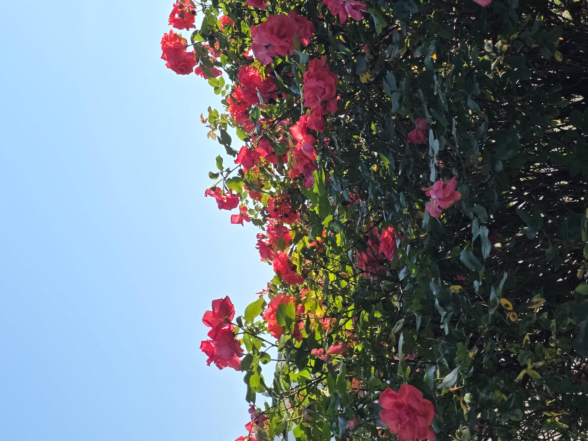The image shows a section of a rose bush, abundant with dark pink flowers and green foliage, against a clear blue sky. The bush appears to be climbing or sprawling. The location is likely Plovdiv, Bulgaria, although this cannot be definitively determined from the image alone. There are no people visible. The overall impression is that of a healthy, well-maintained floral display.