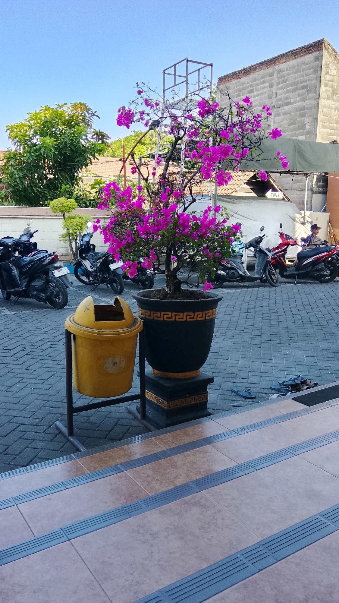 In Ngipik, Indonesia, a vibrant pink bougainvillea tree, potted in a large black planter with a gold decorative rim, stands prominently on a gray brick-patterned paved area. To its left, a yellow trash can with an open lid is mounted on a black metal stand. In the background, several motorcycles are parked. A person is seated on a red motorcycle, facing away from the camera, near a building constructed of concrete blocks and corrugated metal roofing. A sign indicating "TOILET" is visible above the parked vehicles. The ground in front of the scene is a set of tiled steps with textured gray strips. The sky above is clear and blue.