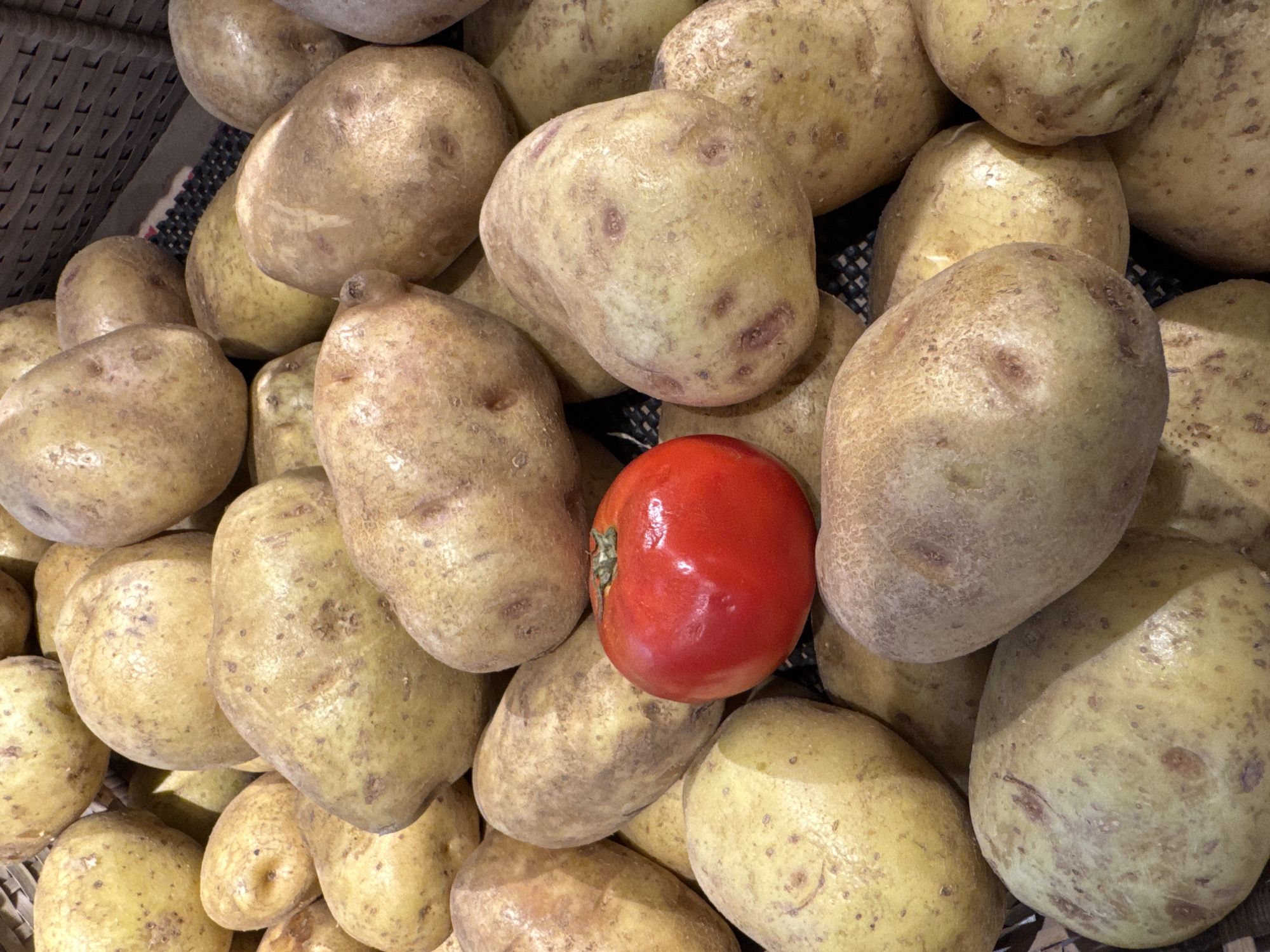 A close-up shot depicts a pile of light brown potatoes in a woven basket or container. Among the potatoes, a single, round, red tomato is visible. The potatoes are generally oval or oblong, with visible skin imperfections and varying shades of brown and yellow. The tomato is glossy and shows a stem scar. The overall image has a warm tone. The location is stated as Kuta Selatan, Indonesia.