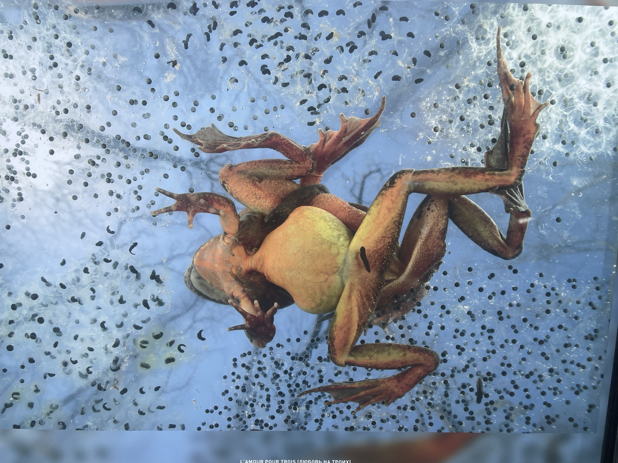This photograph shows three brown frogs in the water together. They are surrounded by frog eggs. The caption at the bottom of the photo reads "L'AMOUR POUR TROIS (ЛЮБОВЬ НА ТРОИХ)", which translates to "Love for Three" in English and Russian. The location is unknown, the claim that it is in Sochi, Russia is not verifiable from the photo.