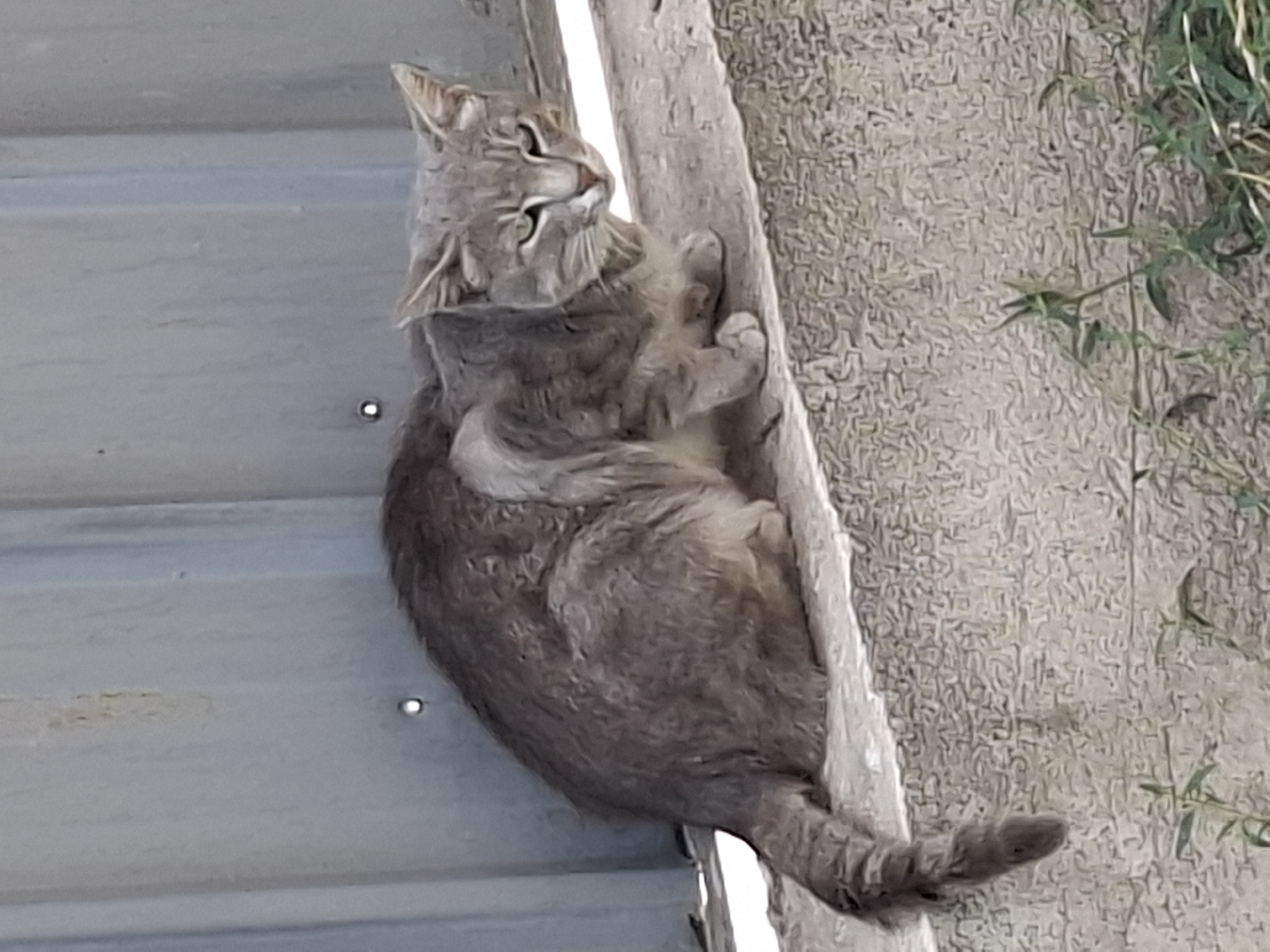 A medium shot of a gray tabby cat sitting on a concrete ledge in front of a corrugated metal wall. The cat is facing the right side of the frame with its head turned towards the viewer. Its eyes are green and narrowed. Its fur appears somewhat disheveled. The ledge is textured, and there are a few sparse green plants growing near the bottom of the frame. The background wall is a dull gray and has some faint vertical lines. The lighting suggests an outdoor setting, possibly during the day. The overall impression is that of a stray or outdoor cat in an urban environment. This scene could be located anywhere in Almaty, Kazakhstan, as the image does not contain specific landmarks or identifying features of the city.